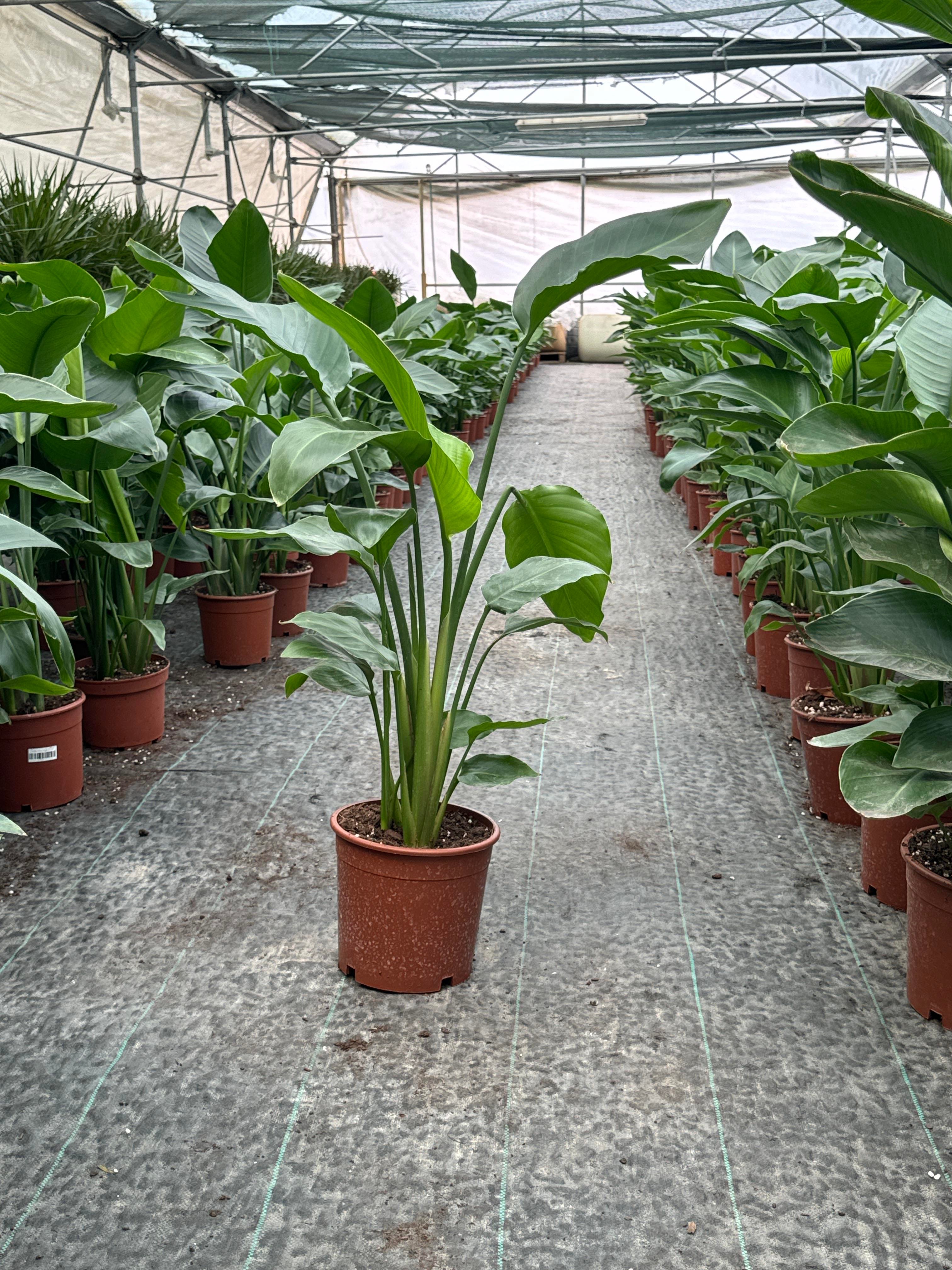 Starliçe (Cennet Kuşu) 3 Gövdeli Large 100 - 120 cm