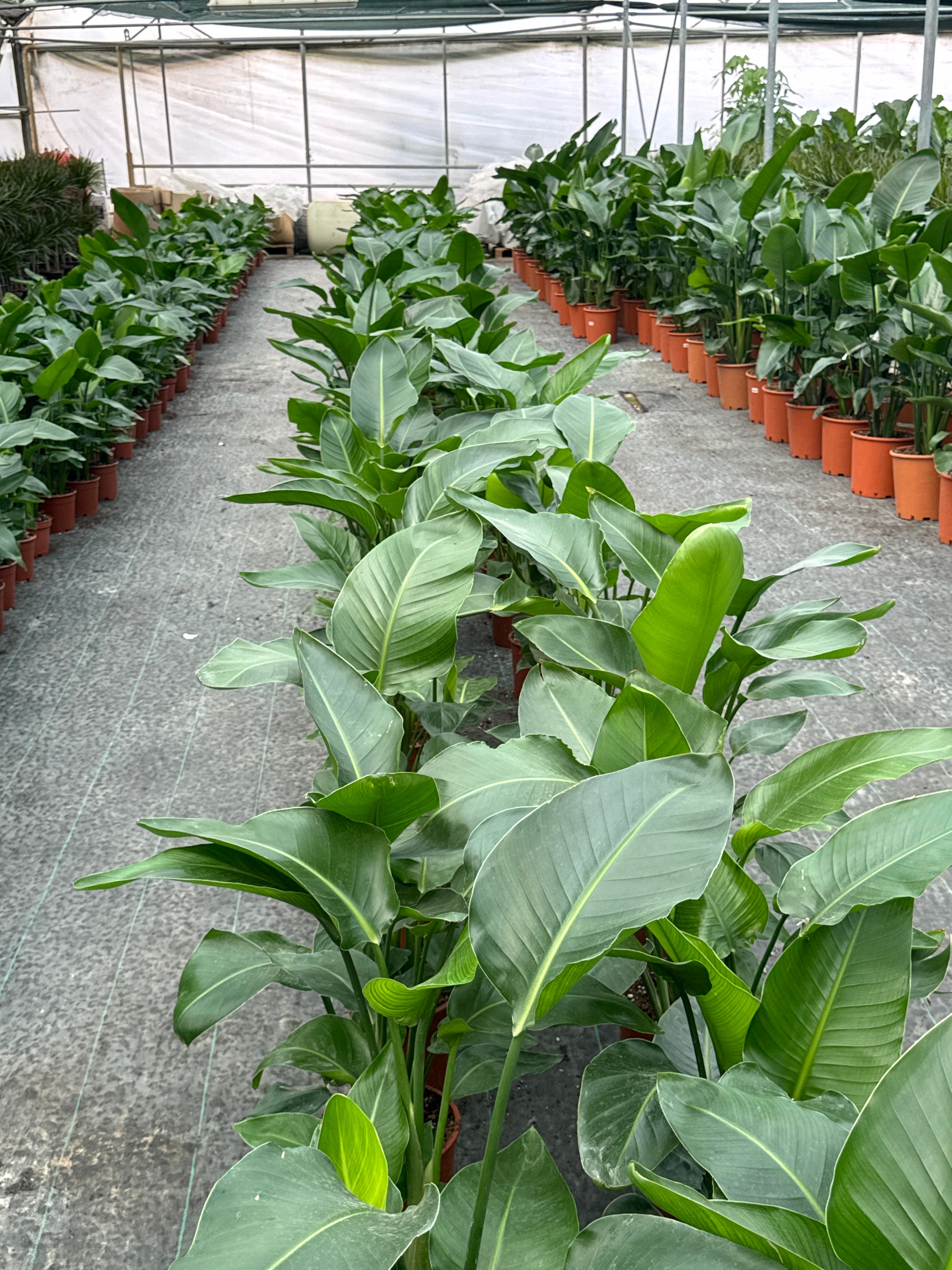 Starliçe (Cennet Kuşu) 3 Gövdeli Large 100 - 120 cm