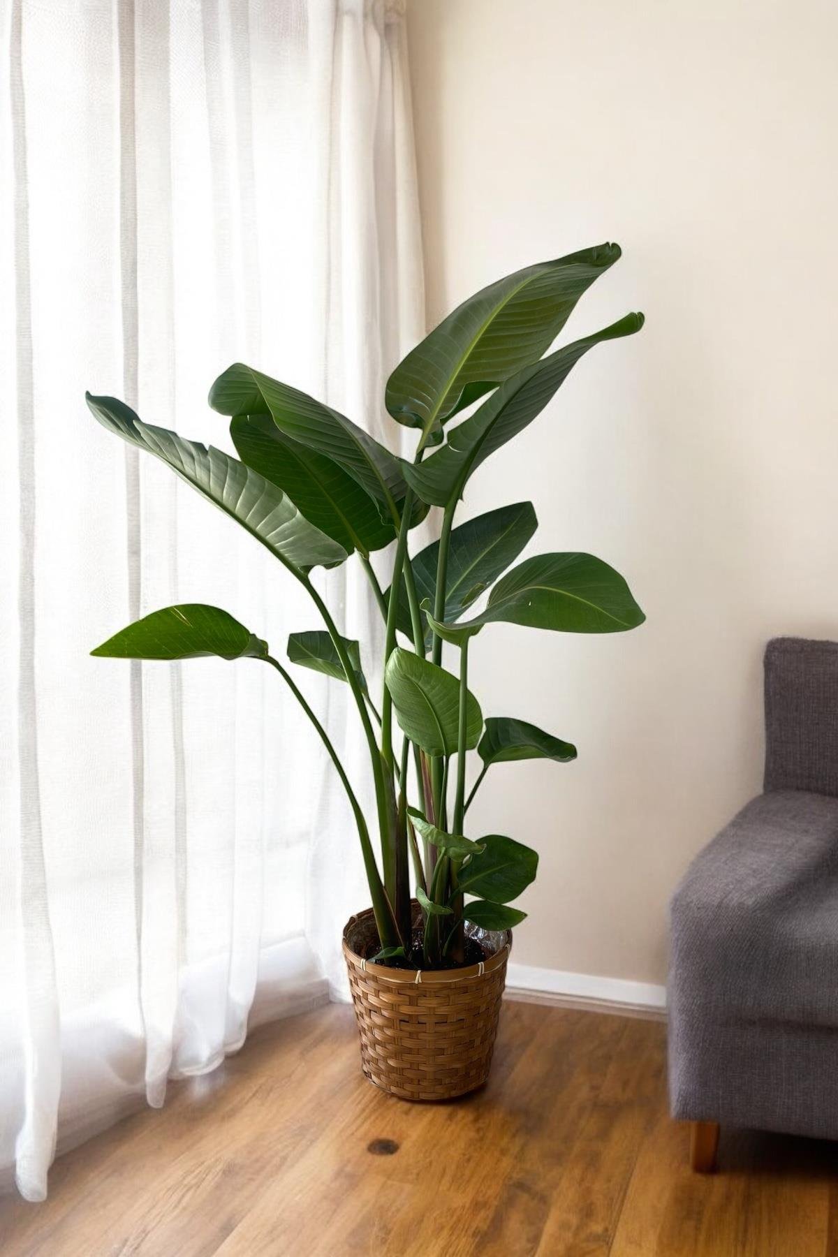 Starliçe (Cennet Kuşu) 3 Gövdeli XL 150-170 Cm