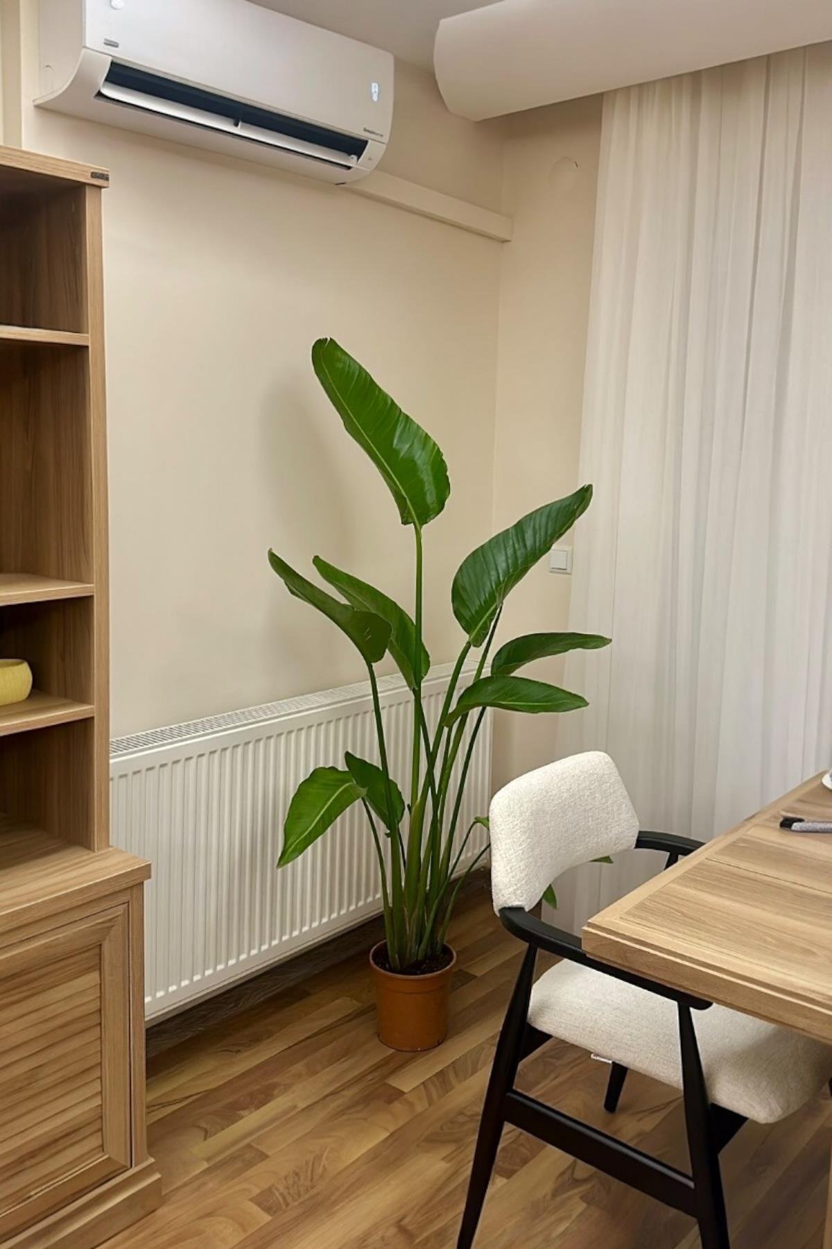 Starliçe (Cennet Kuşu) 3 Gövdeli XL 150-170 Cm