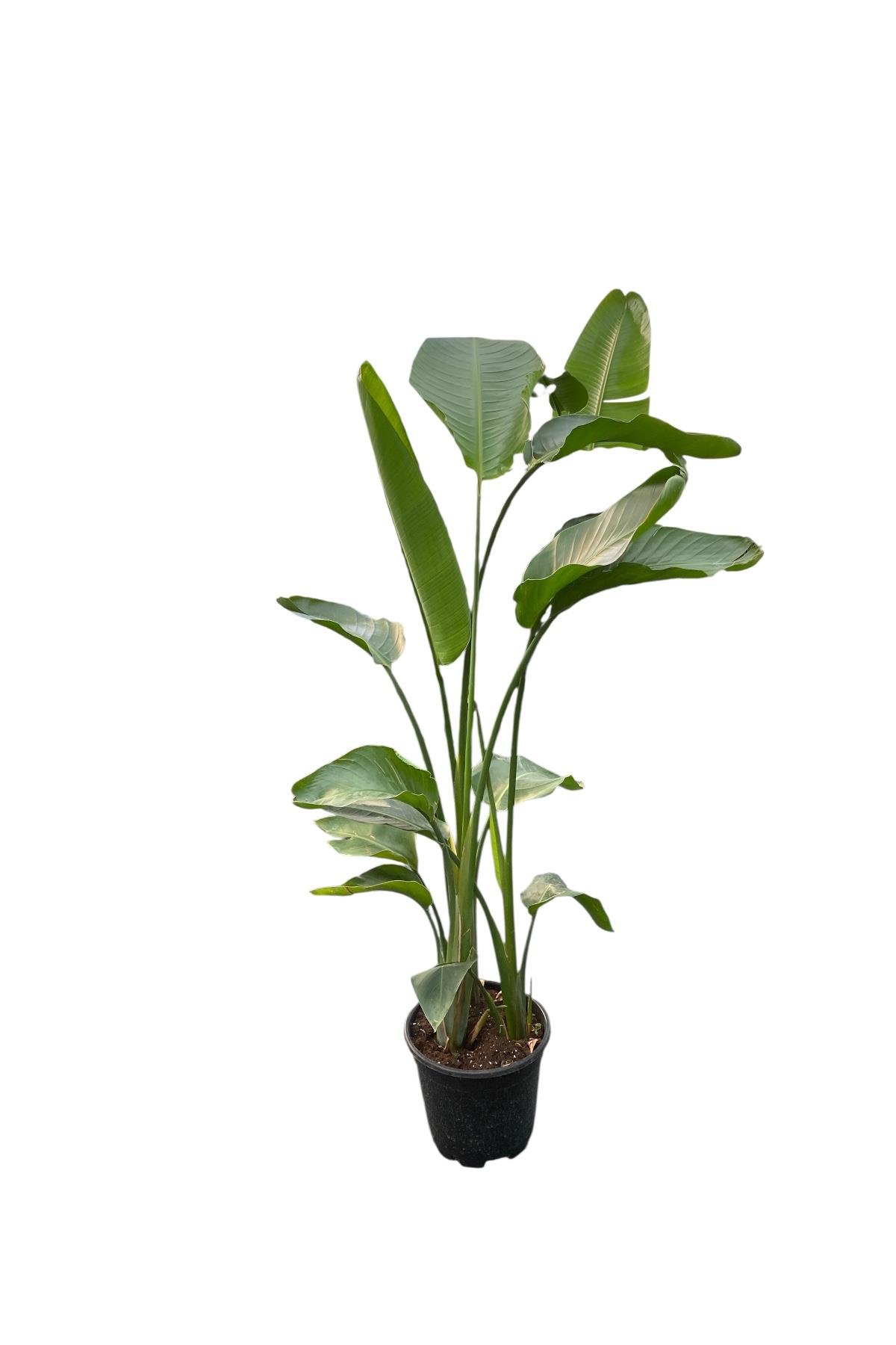 Starliçe (Cennet Kuşu) 3 Gövdeli XL 150-170 Cm