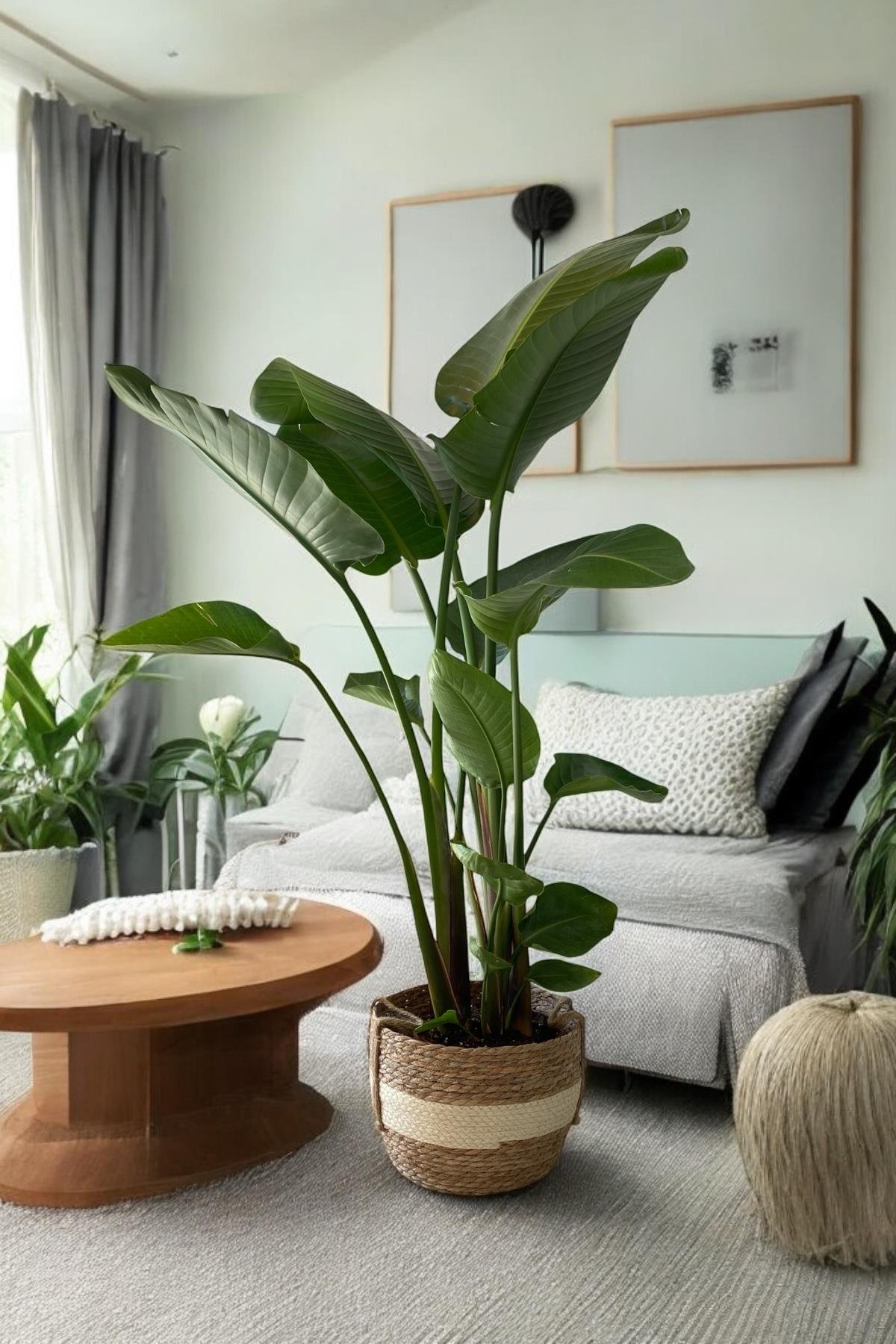 Starliçe (Cennet Kuşu) 3 Gövdeli XL 150-170 Cm