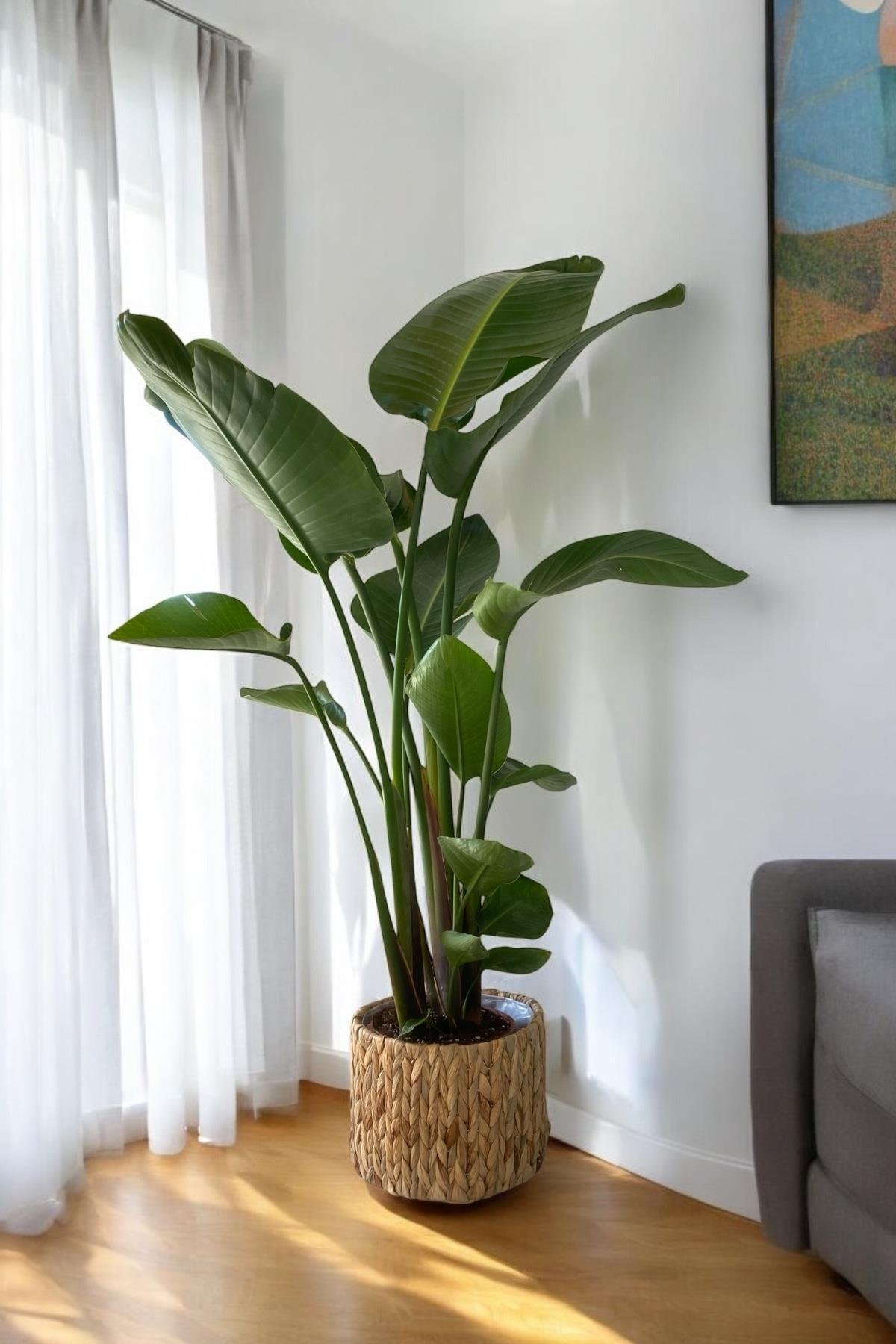 Starliçe (Cennet Kuşu) 3 Gövdeli XL 150-170 Cm