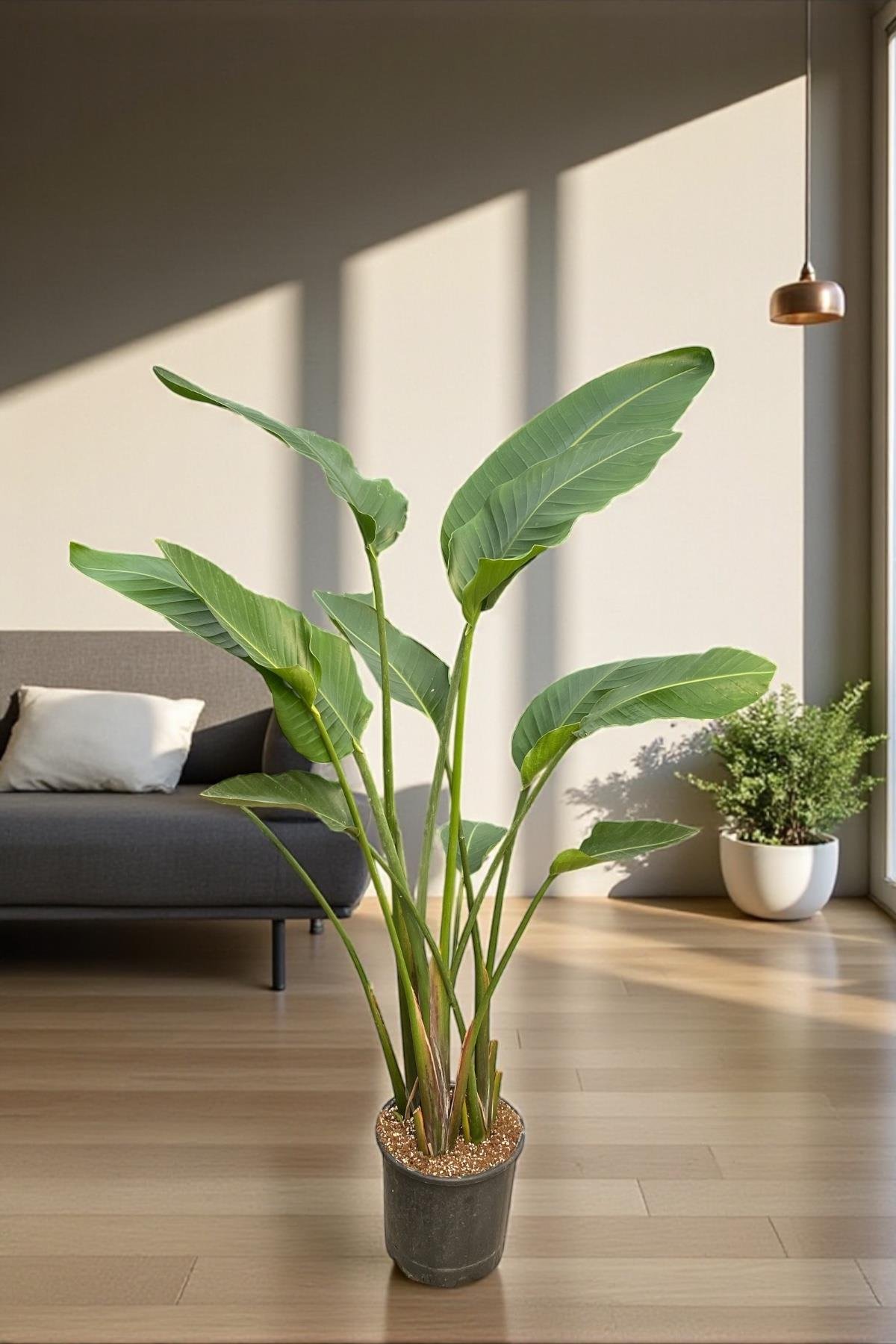 Starliçe (Cennet Kuşu) 3 Gövdeli XL 150-170 Cm