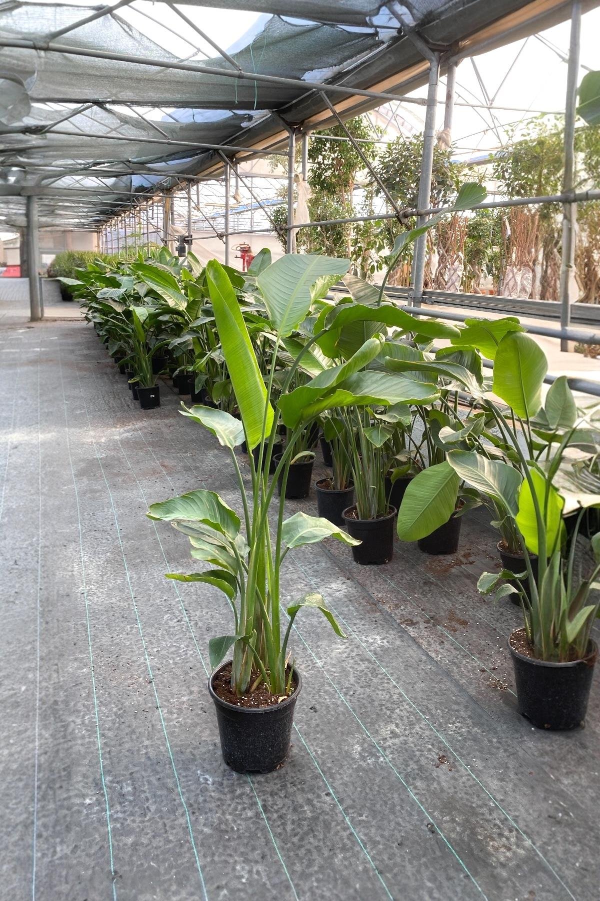 Starliçe (Cennet Kuşu) 3 Gövdeli XL 150-170 Cm