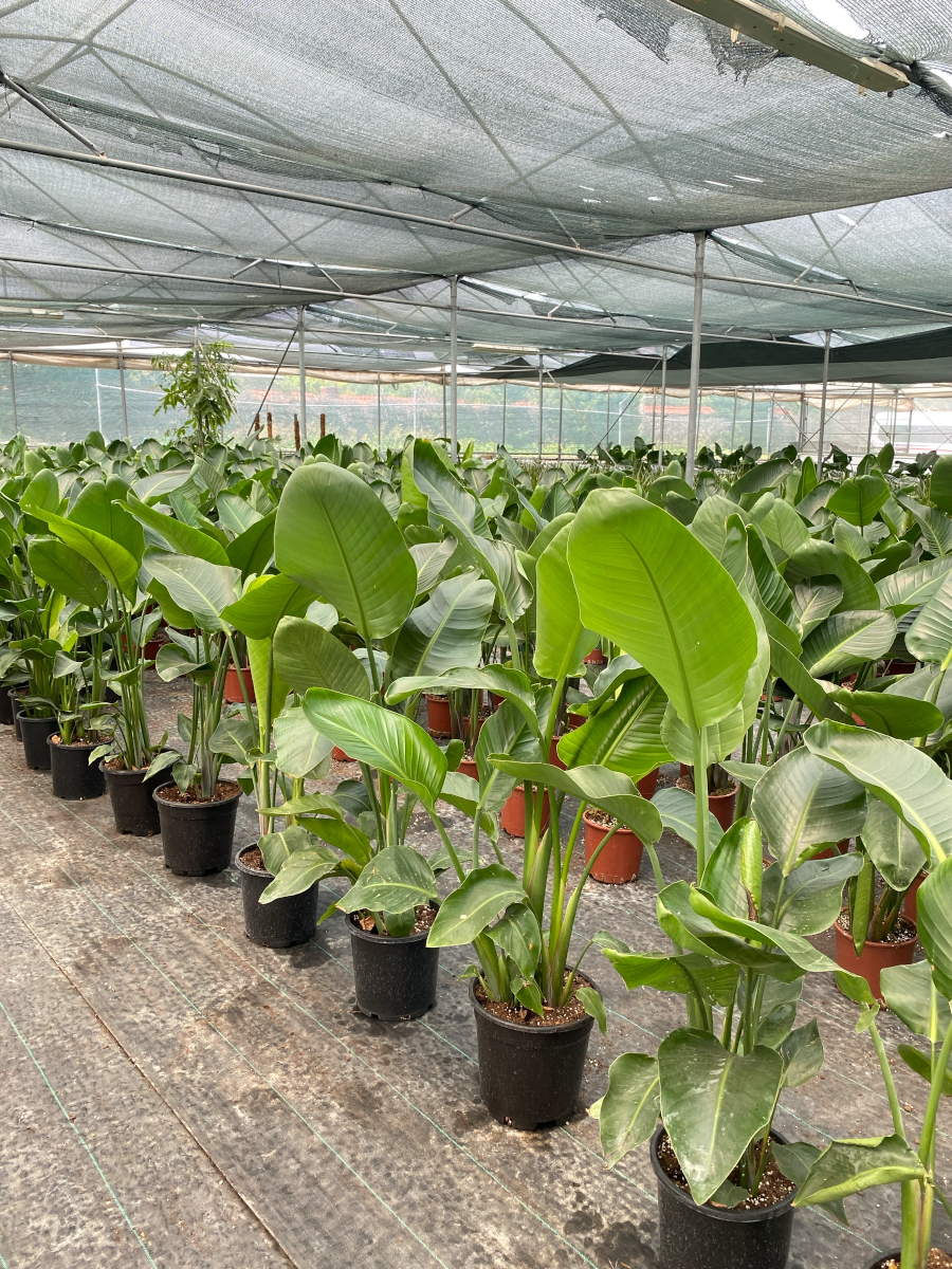 Starliçe (Cennet Kuşu) 3 Gövdeli XL 160-180 Cm