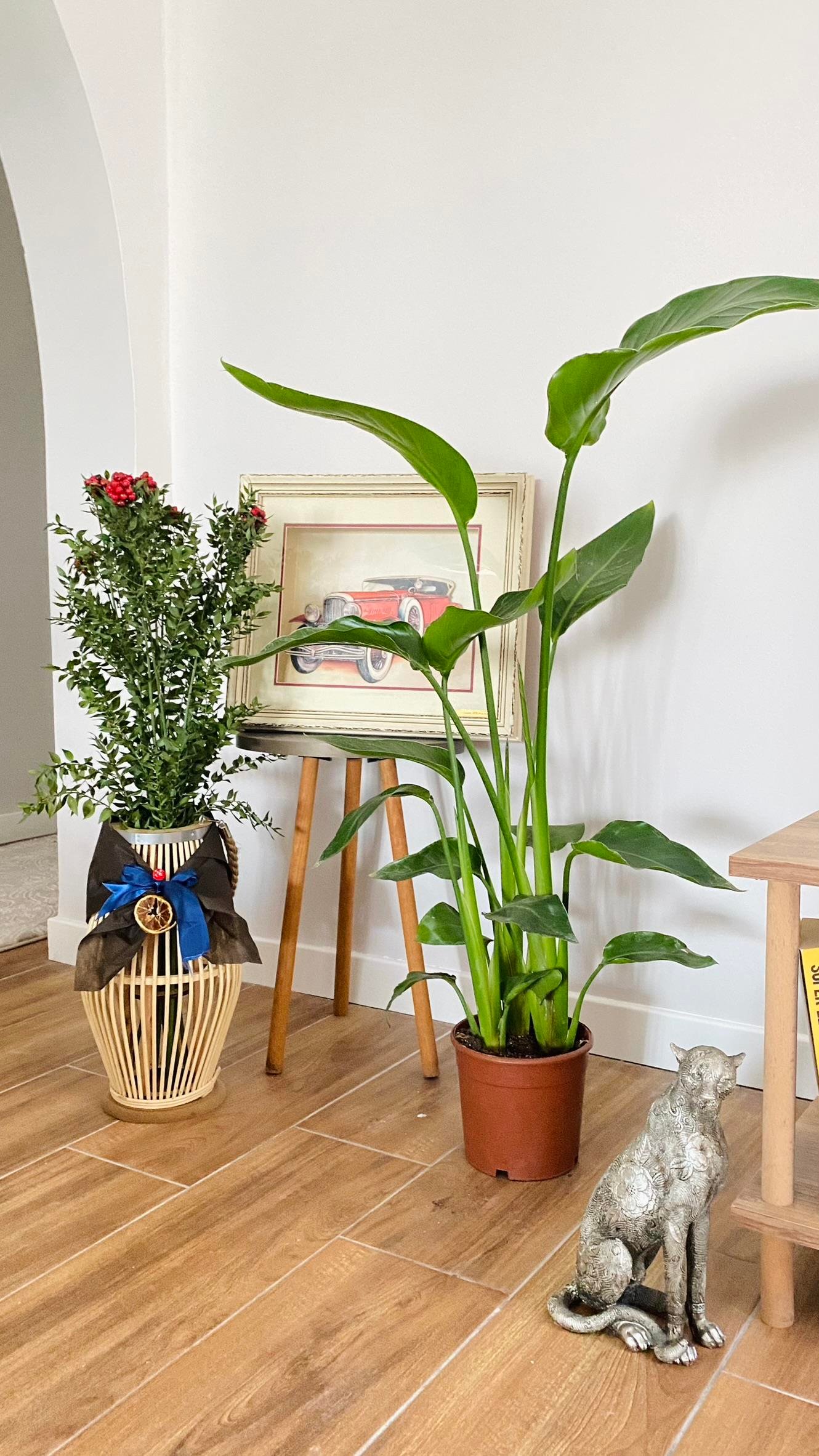 STARLİÇE (CENNET KUŞU) 3 KÖKLÜ 80-100 CM