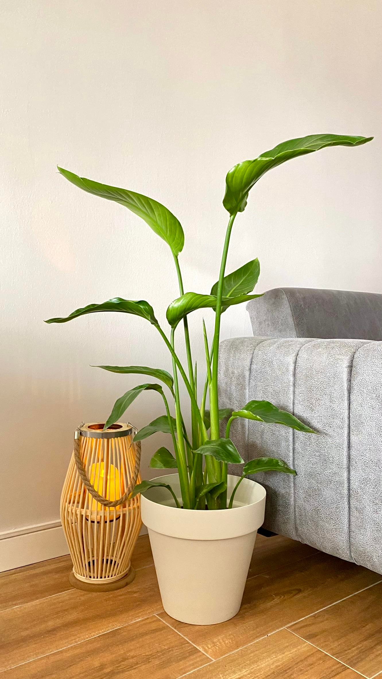 STARLİÇE (CENNET KUŞU) 3 KÖKLÜ 80-100 CM