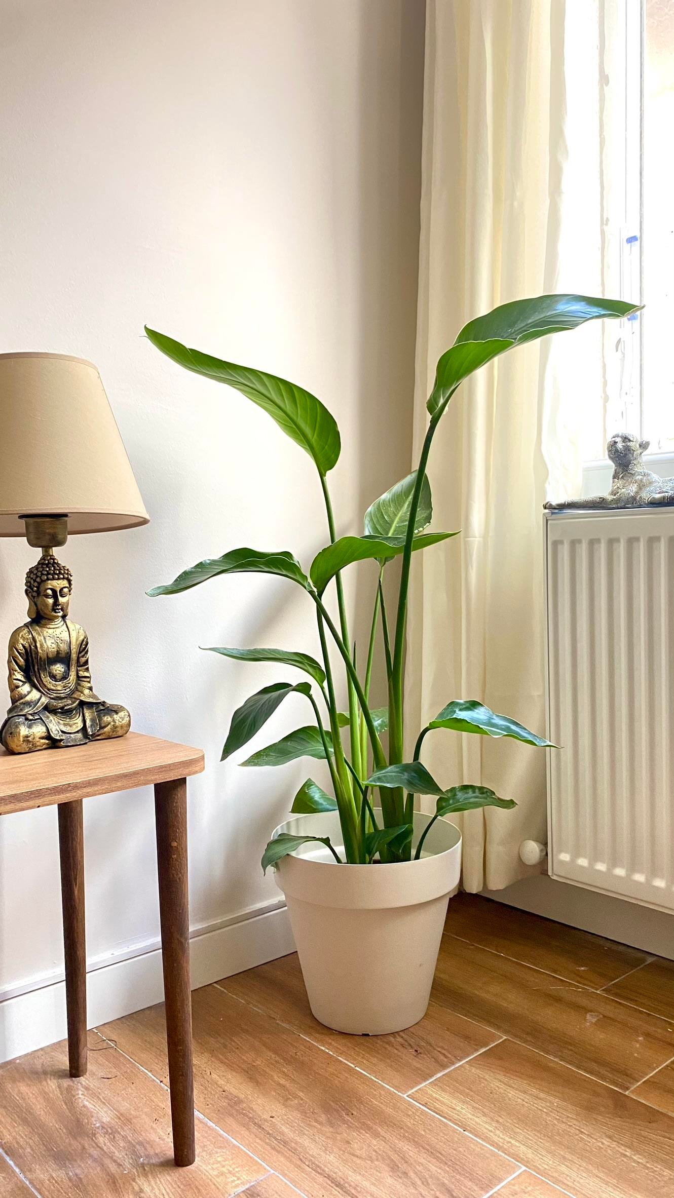 STARLİÇE (CENNET KUŞU) 3 KÖKLÜ 80-100 CM