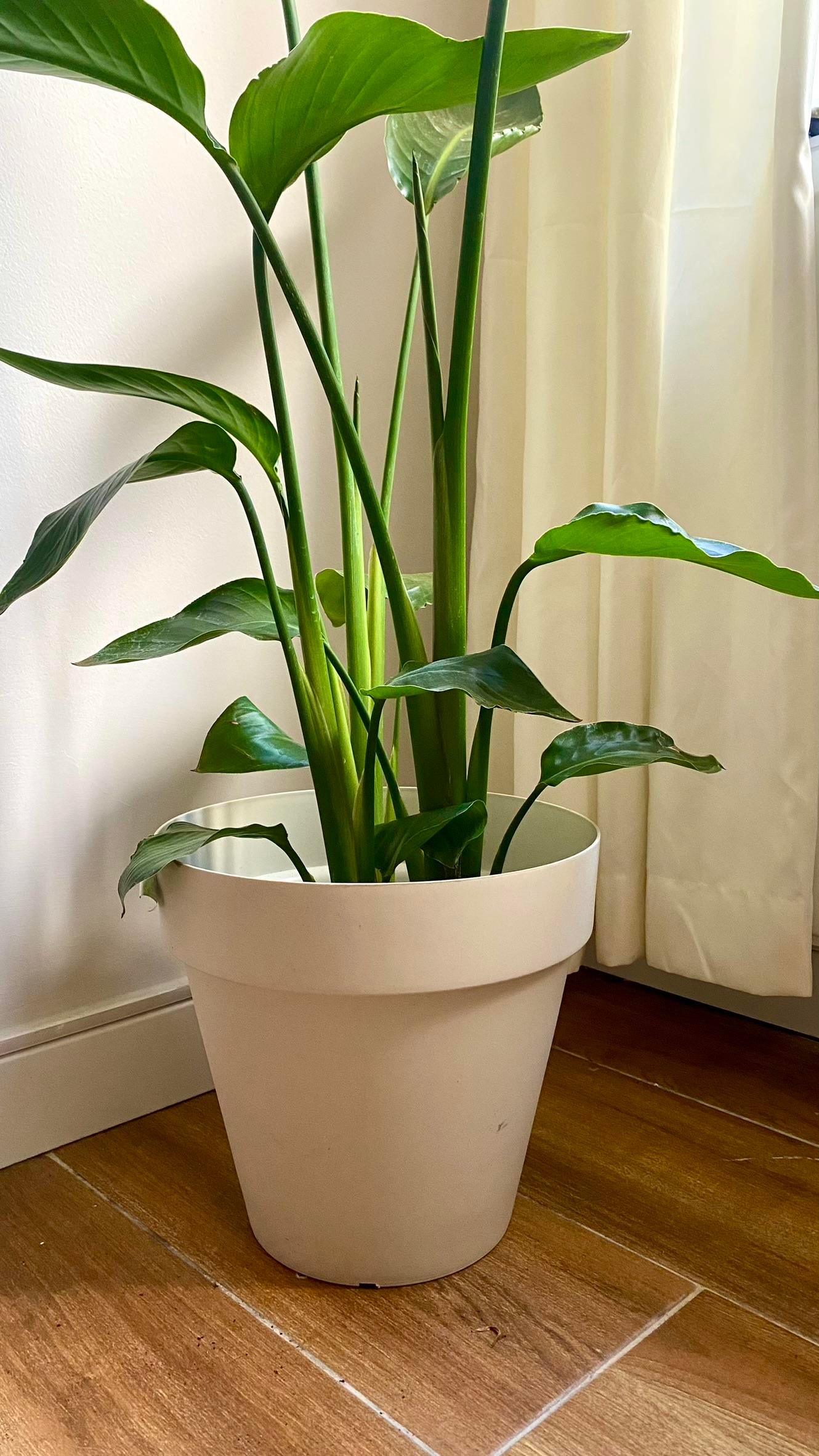 STARLİÇE (CENNET KUŞU) 3 KÖKLÜ 80-100 CM