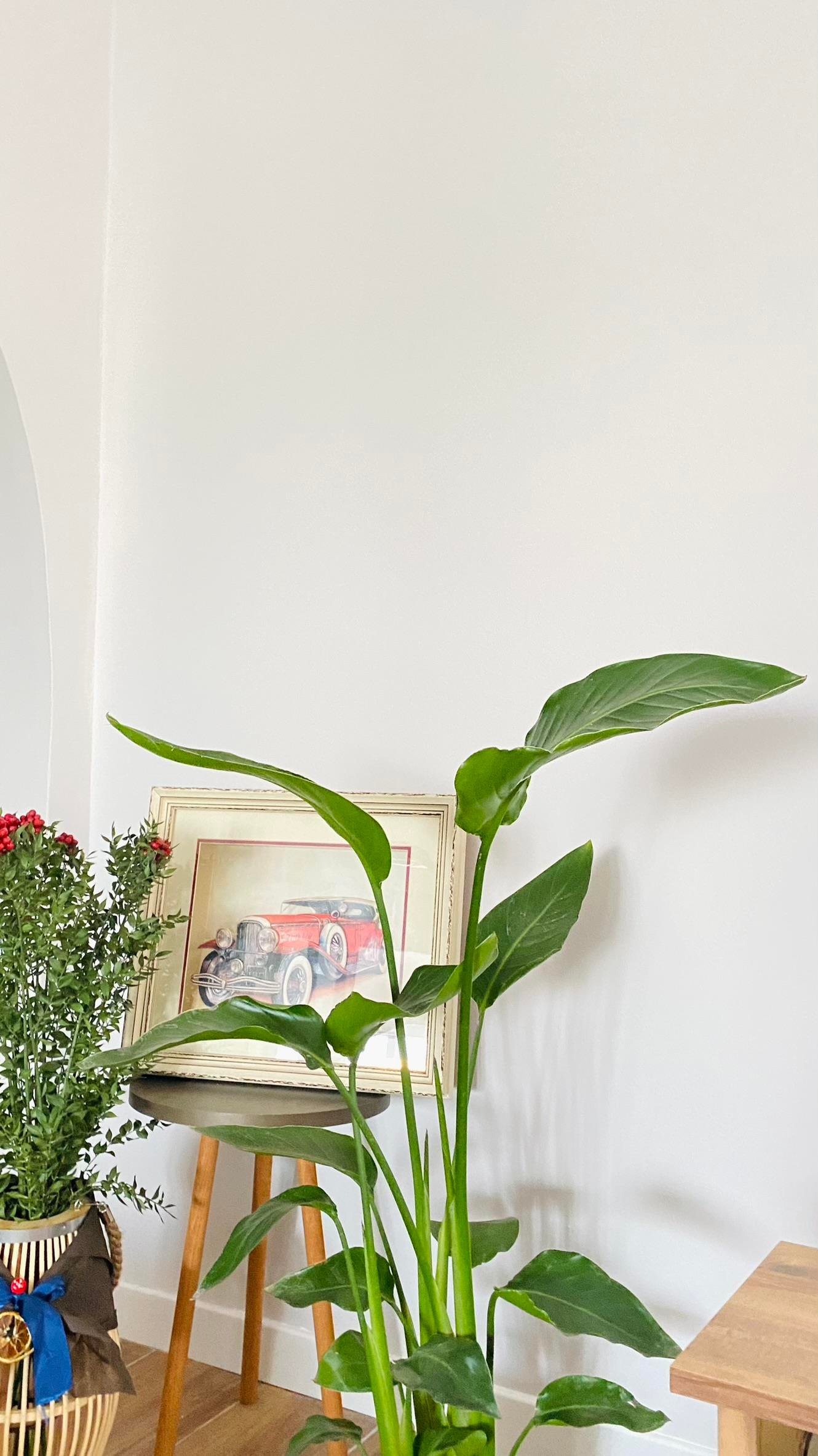 STARLİÇE (CENNET KUŞU) 3 KÖKLÜ 80-100 CM