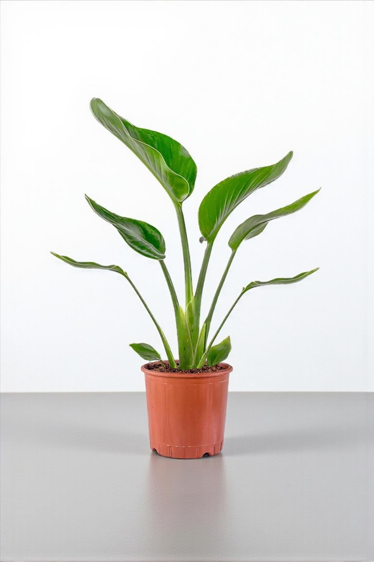 Starliçe Tek Gövdeli 60 Cm (Cennet Kuşu Sterliçya Çiçeği Strelitzia Nicolai)