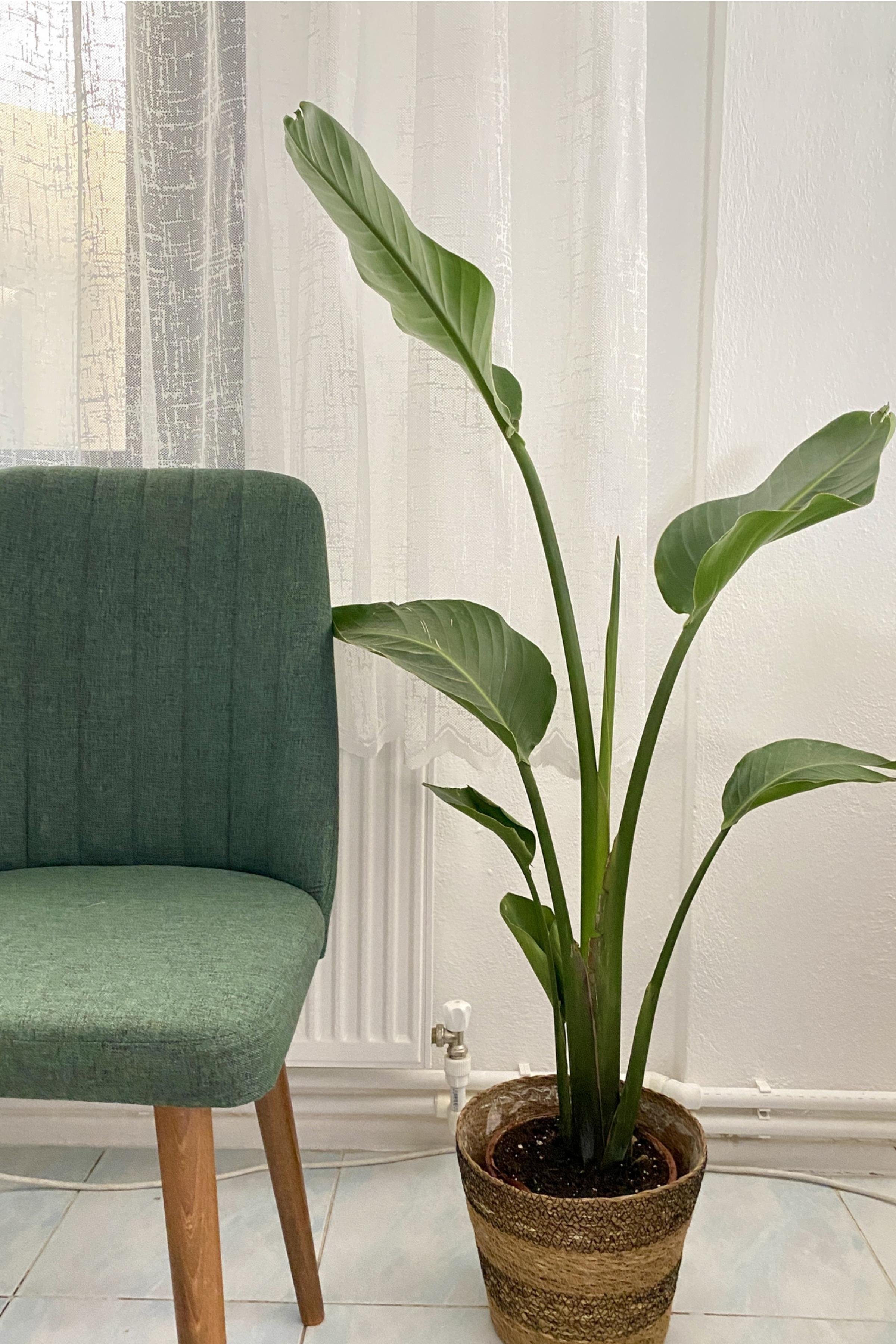 Starliçe Tek Gövdeli Large 120-130 Cm (Cennet Kuşu Sterliçya Çiçeği)