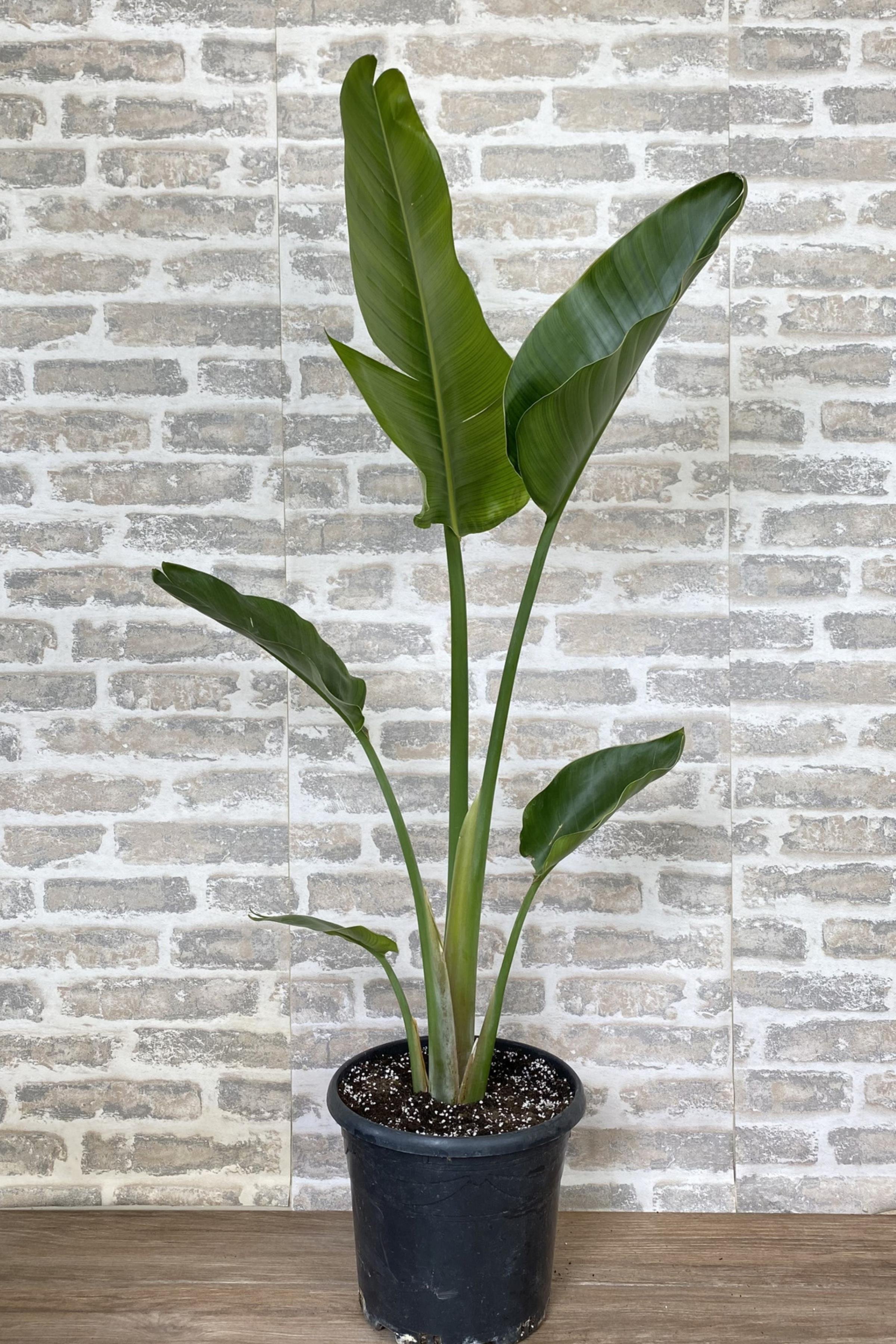 Starliçe Tek Gövdeli Large 120-130 Cm (Cennet Kuşu Sterliçya Çiçeği)