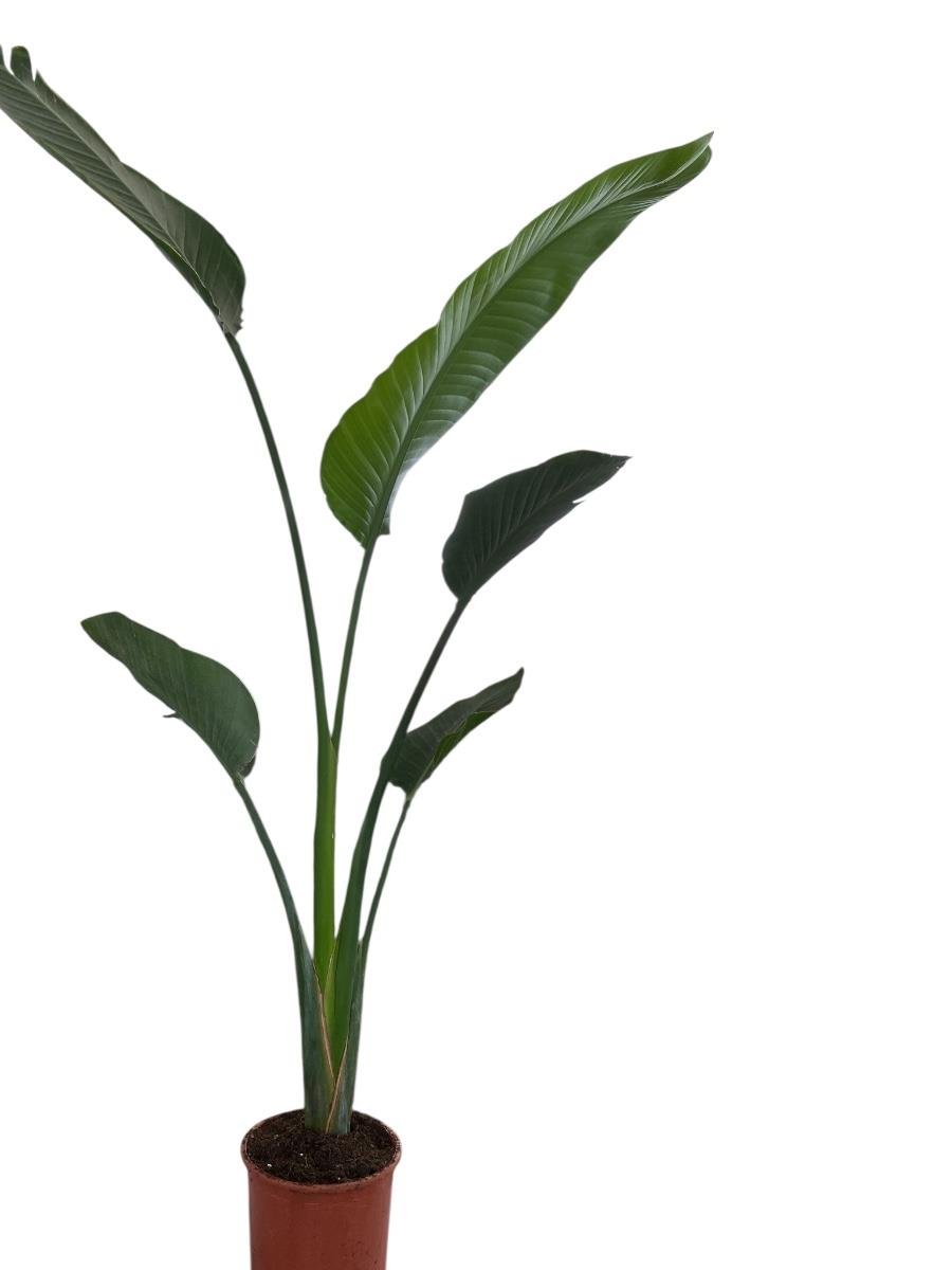 Starliçe Tek Gövdeli Large 130-150 Cm (Cennet Kuşu Sterliçya Çiçeği)