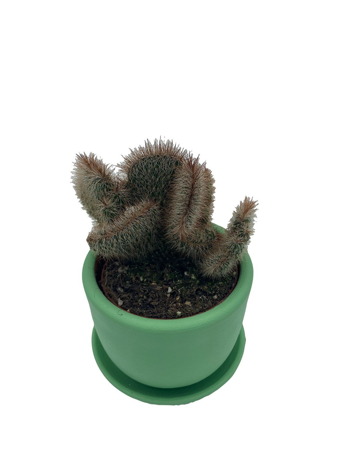 Stenocereus Hollianus Cristata