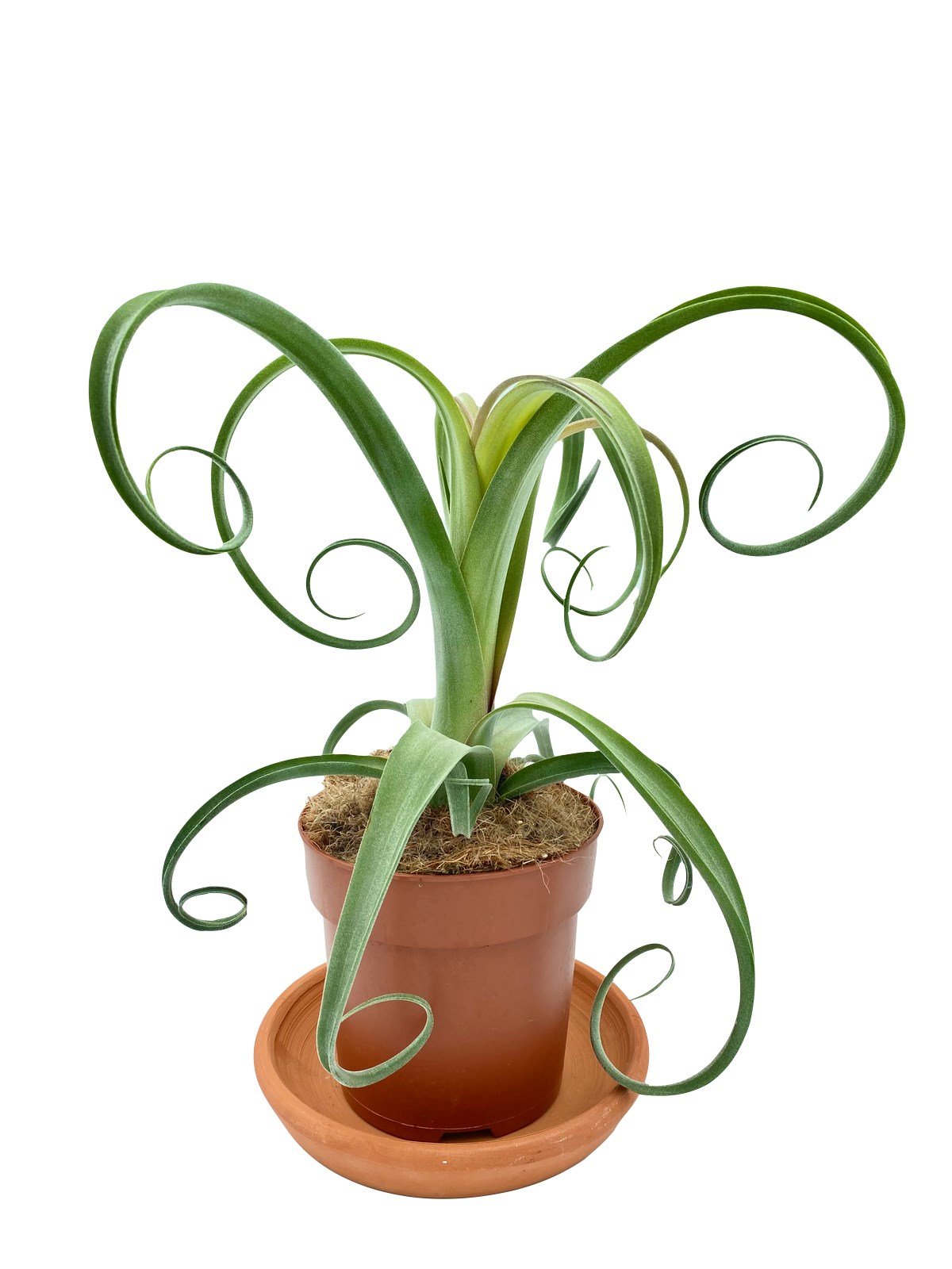 Tillandsia Curly Slim