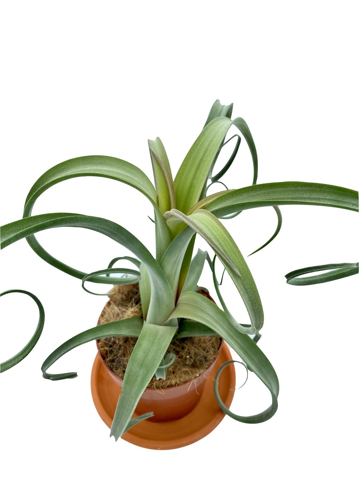 Tillandsia Curly Slim
