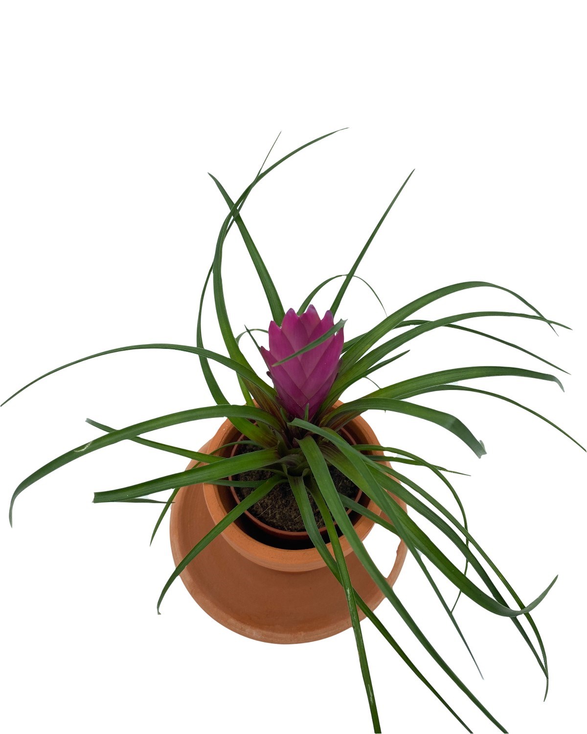 Tillandsia Cyanea (Air Plant)
