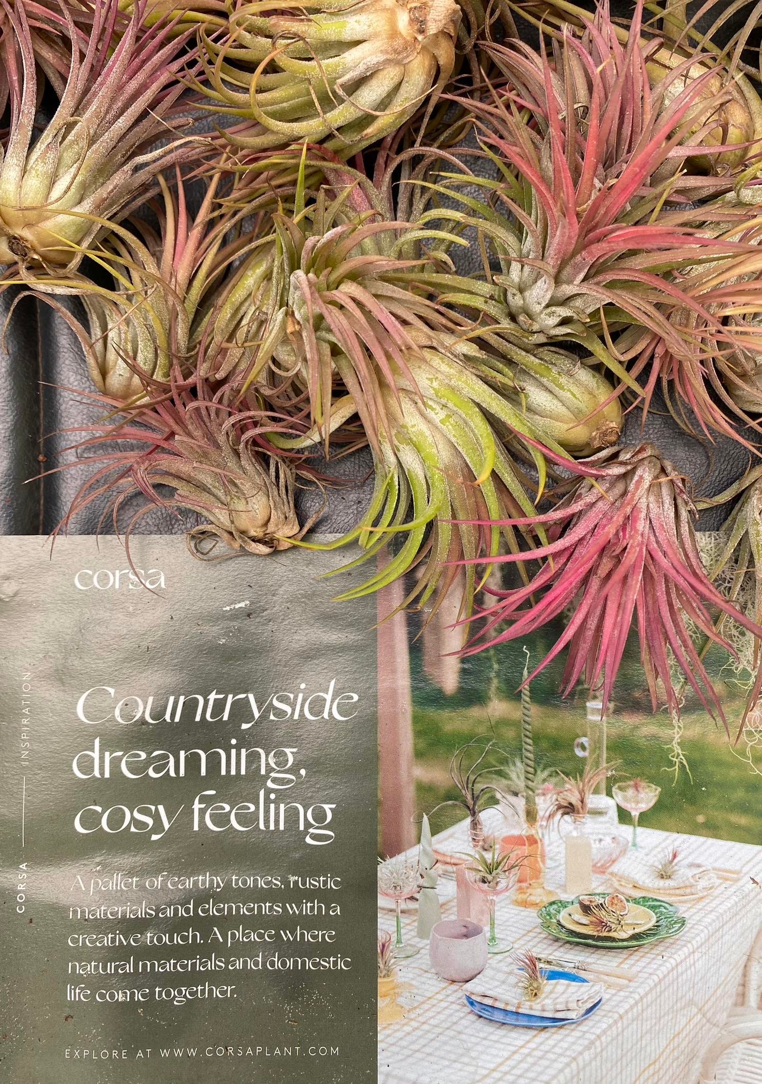 Tillandsia Ionantha Air Plant Hava Bitkisi