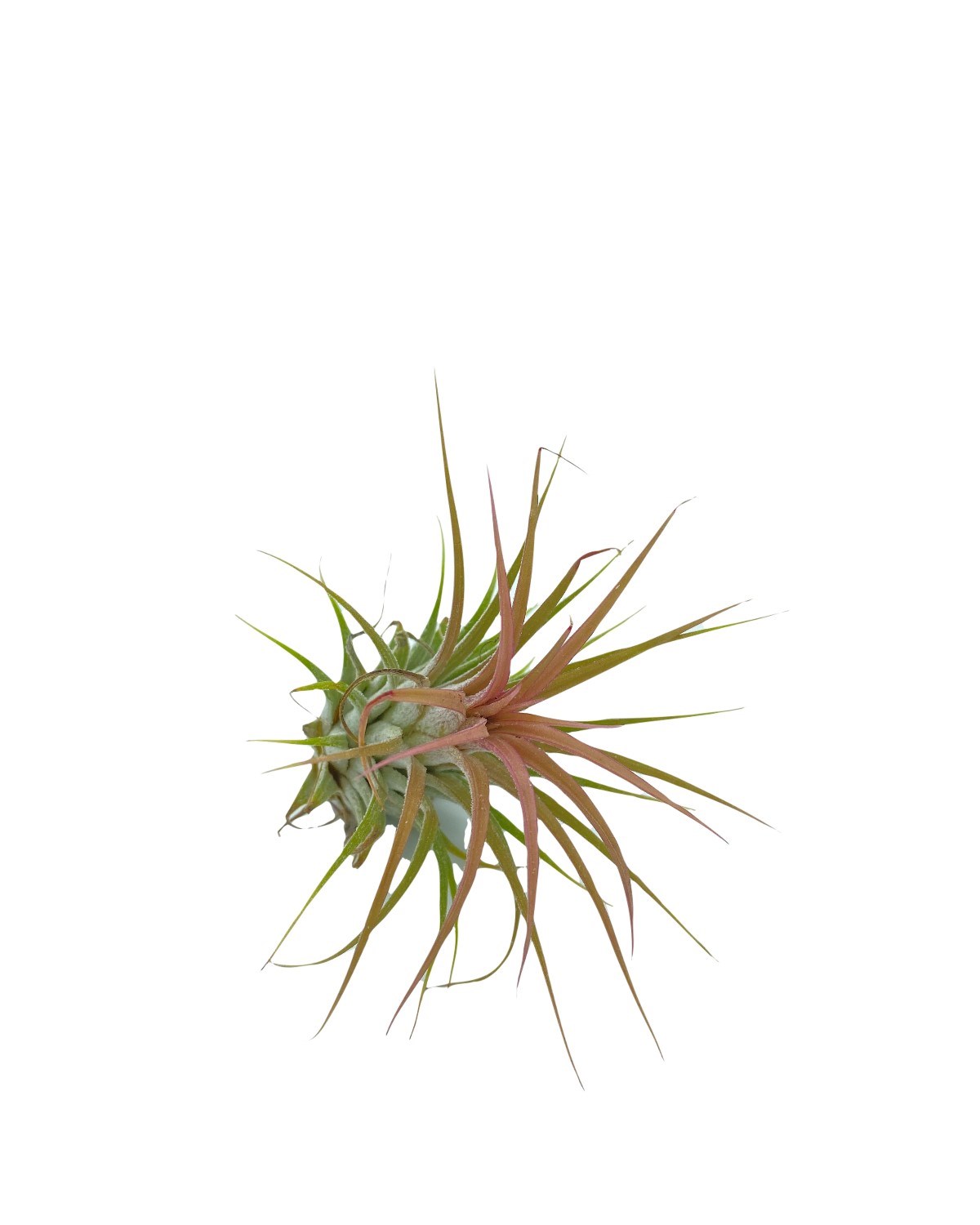 Tillandsia Ionantha