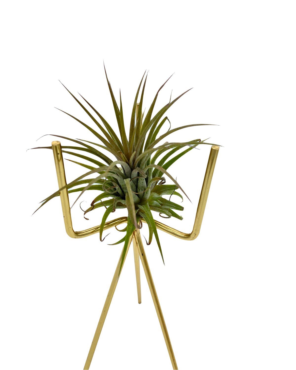 Tillandsia Ionantha