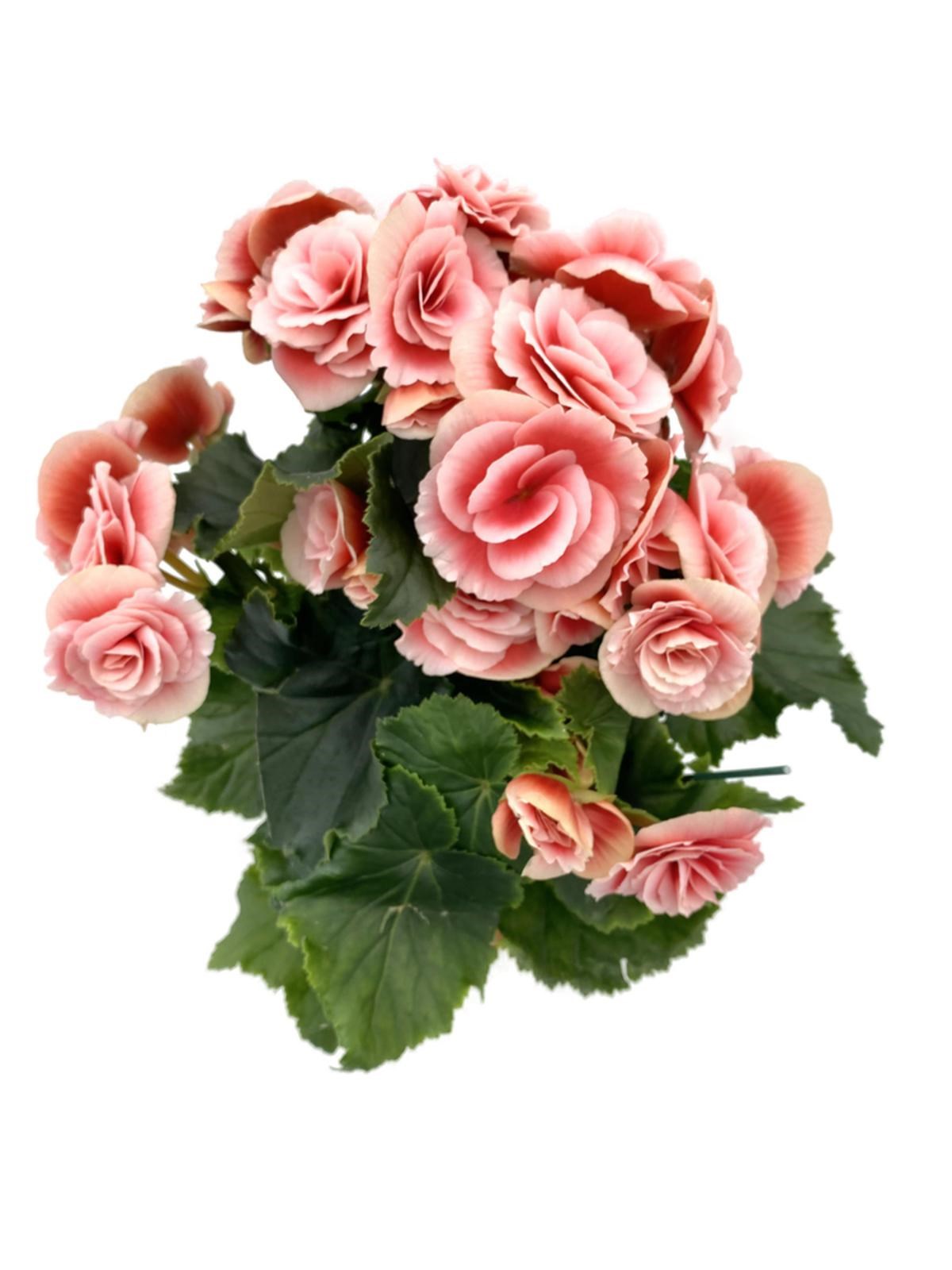 Tuberous Begonia (Yumrulu, Katmerli Begonya) Pembe