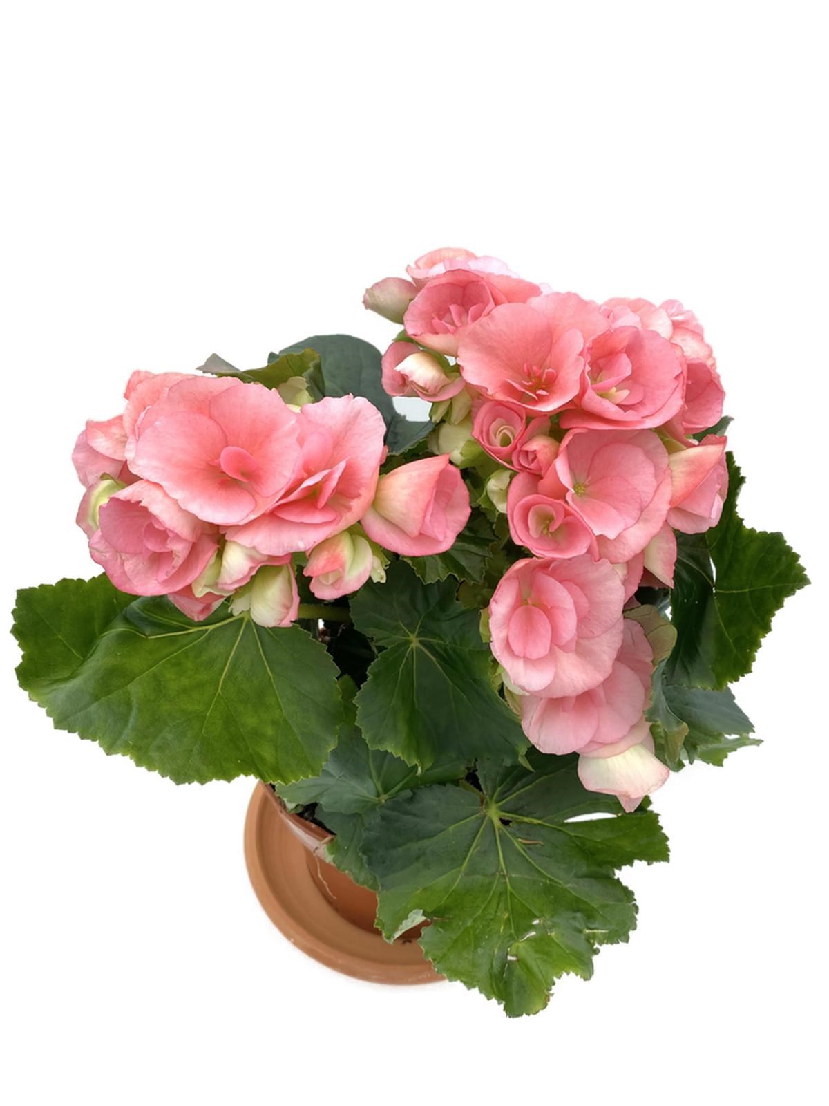 Tuberous Begonia (Yumrulu, Katmerli Begonya) Pembe