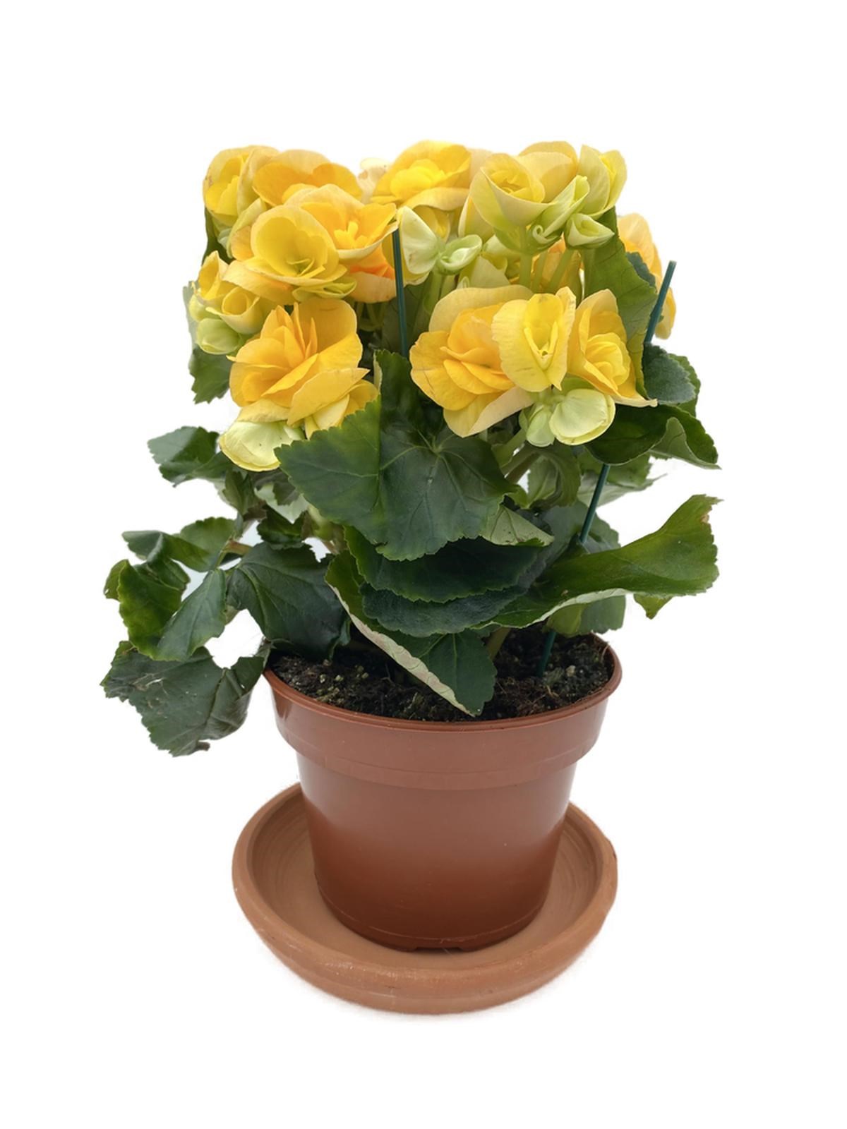 Tuberous Begonia (Yumrulu, Katmerli Begonya) Sarı