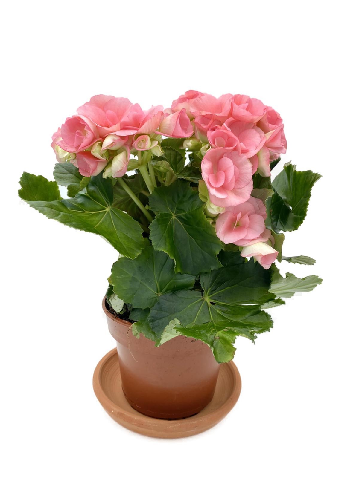 Tuberous Begonia (Yumrulu, Katmerli Begonya) Pembe