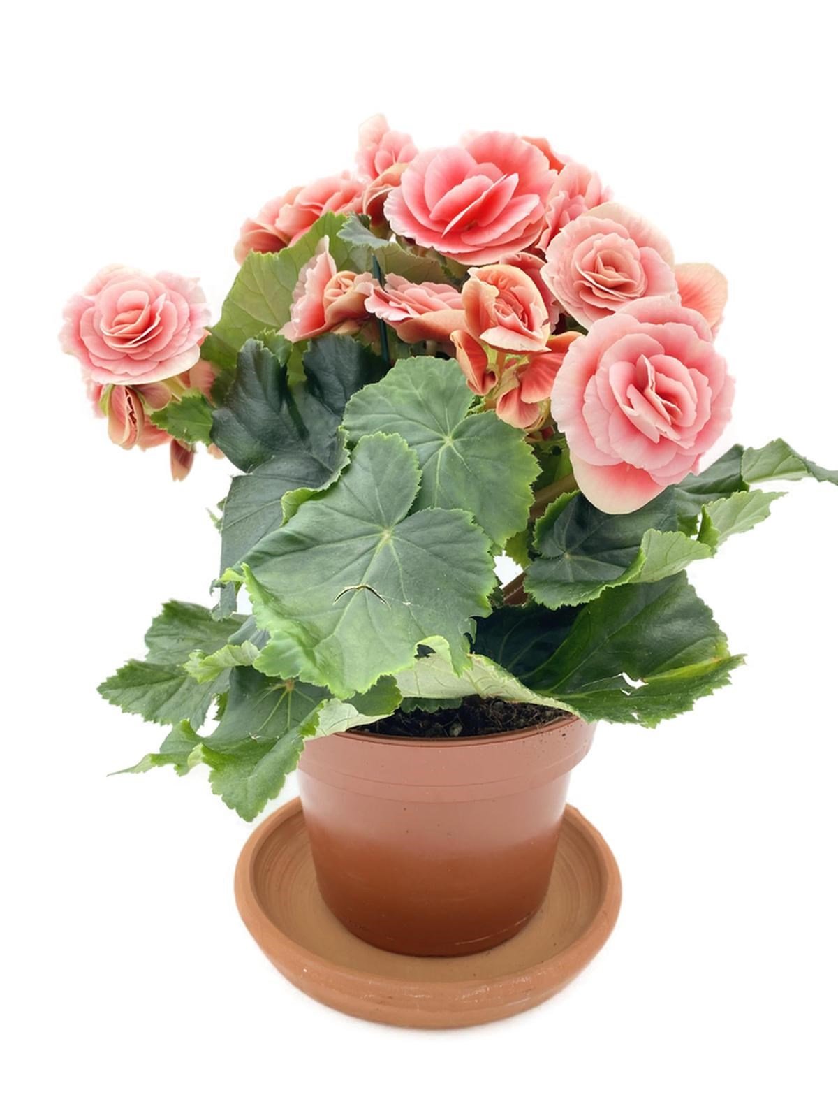 Tuberous Begonia (Yumrulu, Katmerli Begonya) Pembe