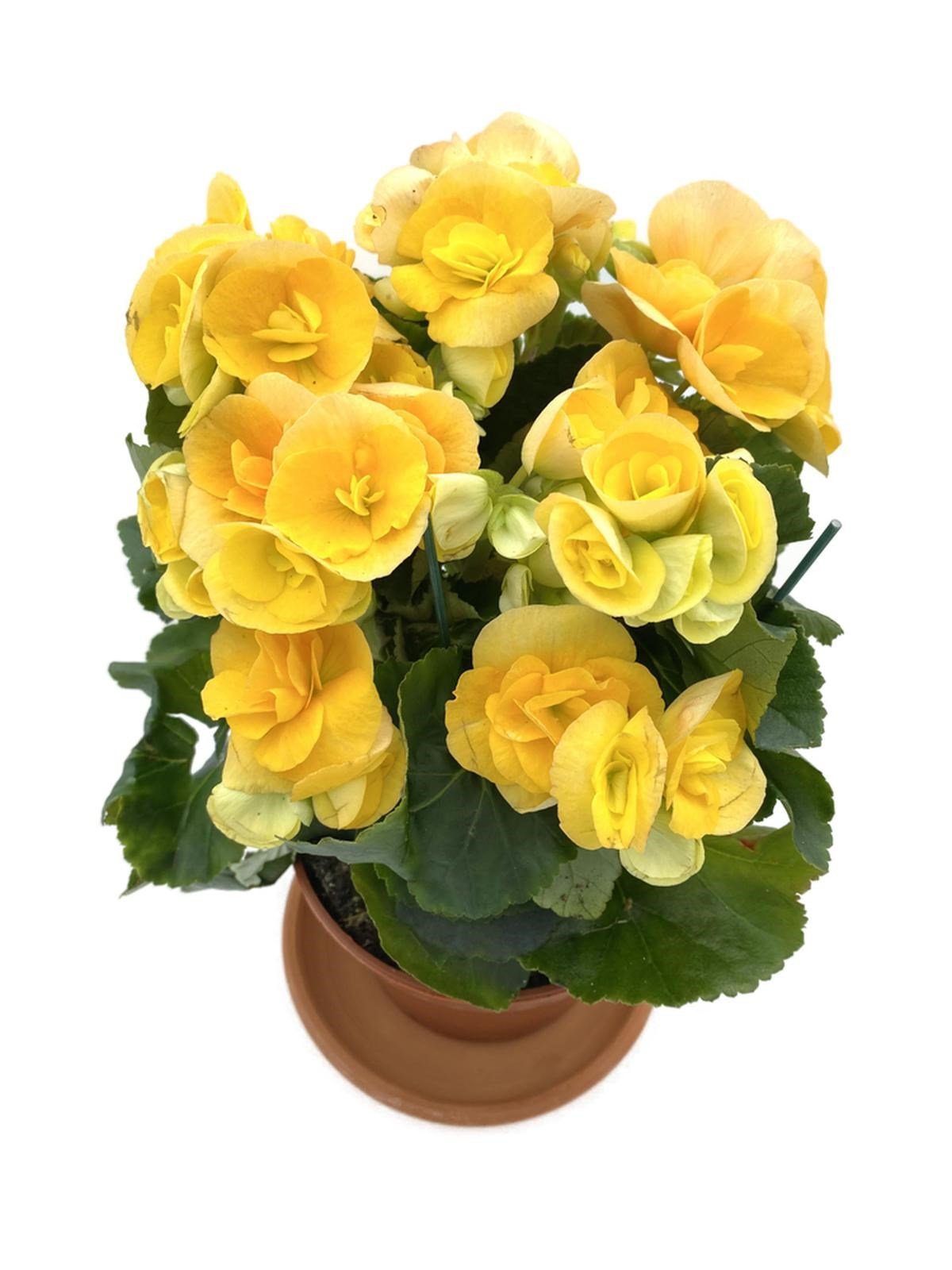 Tuberous Begonia (Yumrulu, Katmerli Begonya) Sarı