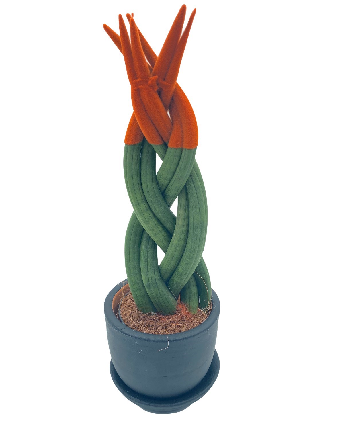 Turuncu Kadife Örgülü Sansevieria Cylindrica (Paşa Kılıcı) 