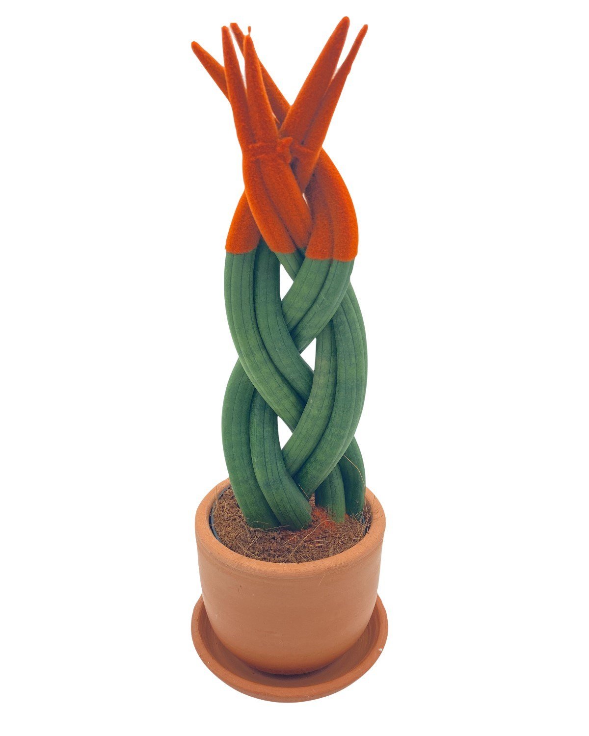 Turuncu Kadife Örgülü Sansevieria Cylindrica (Paşa Kılıcı) 
