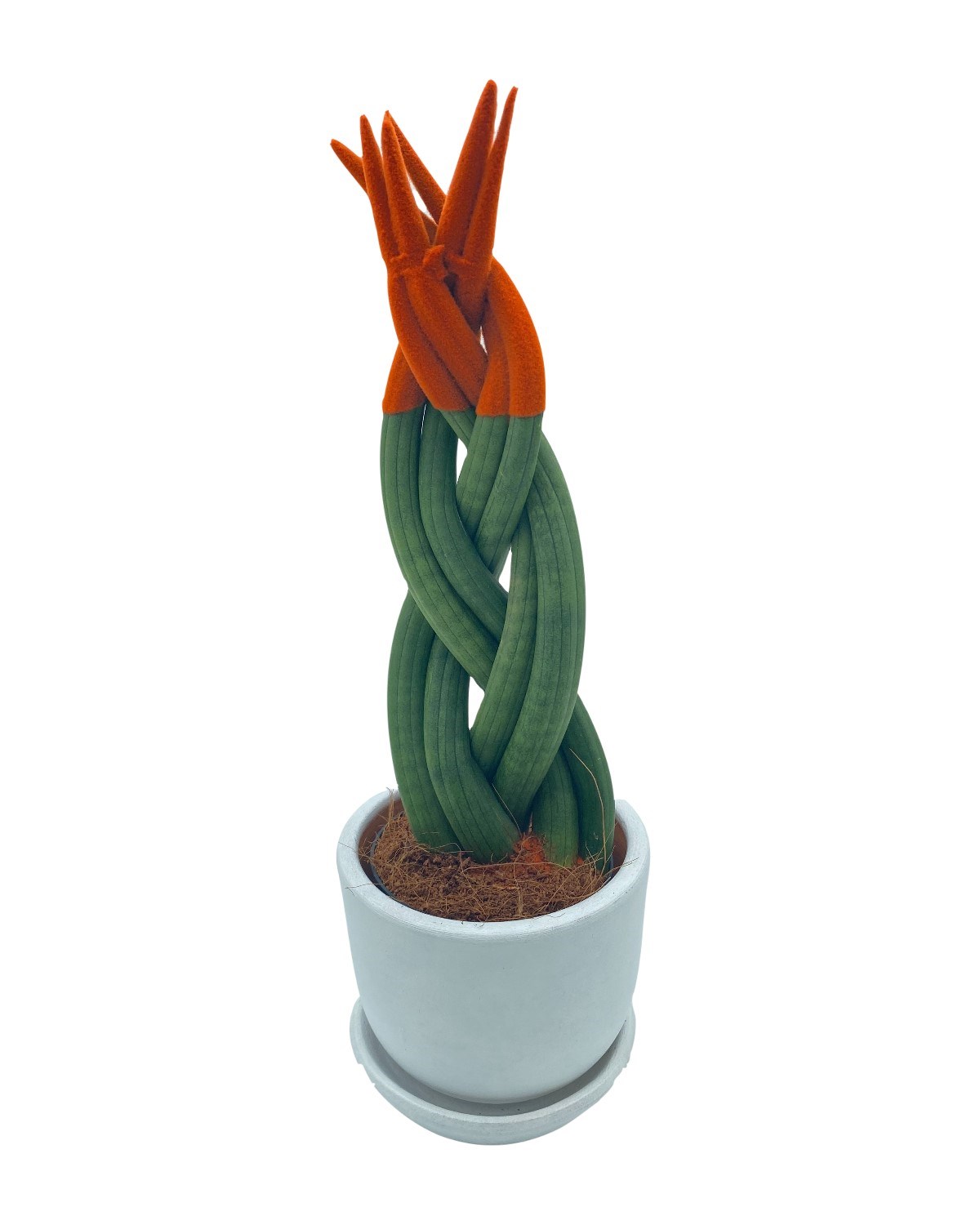 Turuncu Kadife Örgülü Sansevieria Cylindrica (Paşa Kılıcı) 
