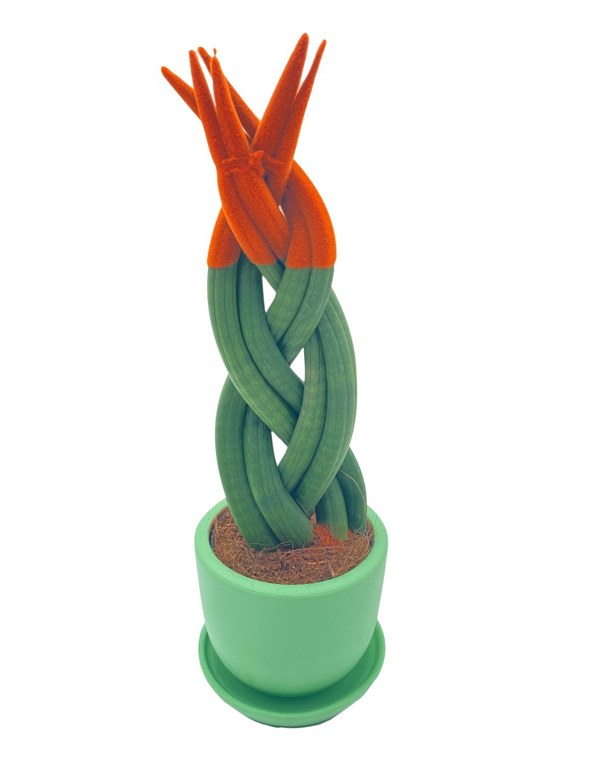 Turuncu Kadife Örgülü Sansevieria Cylindrica (Paşa Kılıcı) 
