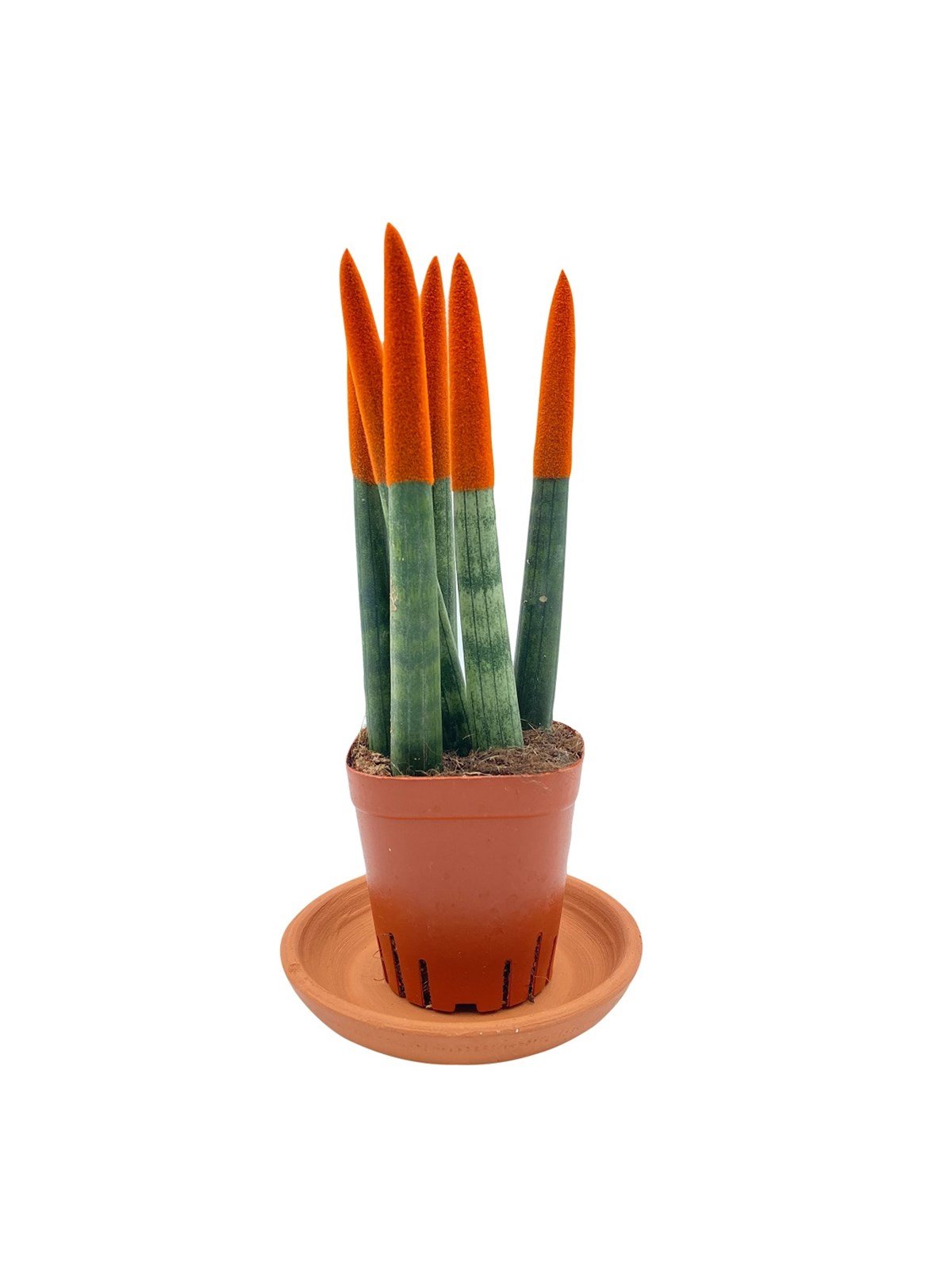 Turuncu Kadife Sansevieria Cylindrica (Paşa Kılıcı)