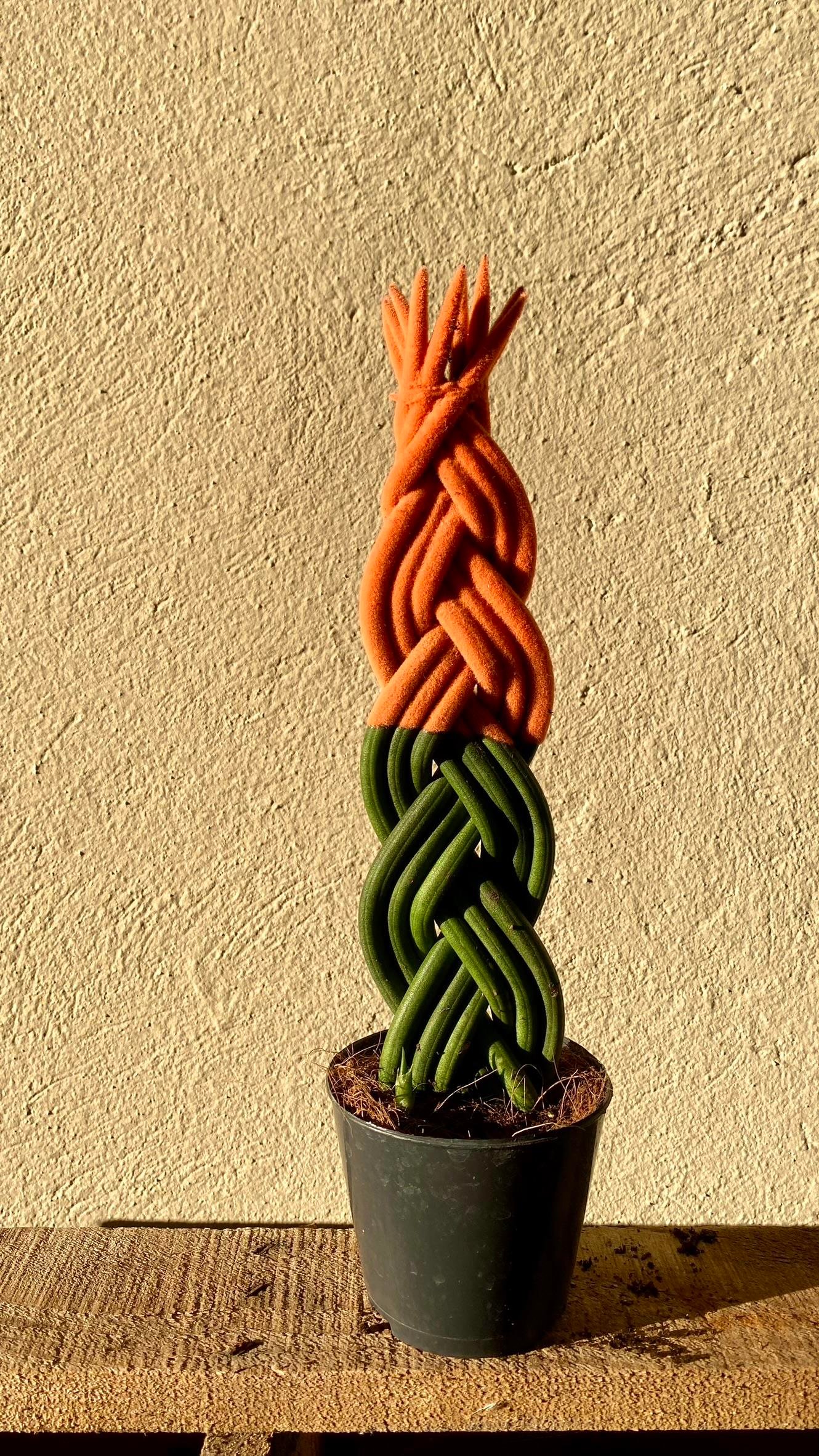 Turuncu Renkli Kadife Örgülü Sansevieria Cylindrica (Paşa Kılıcı) 