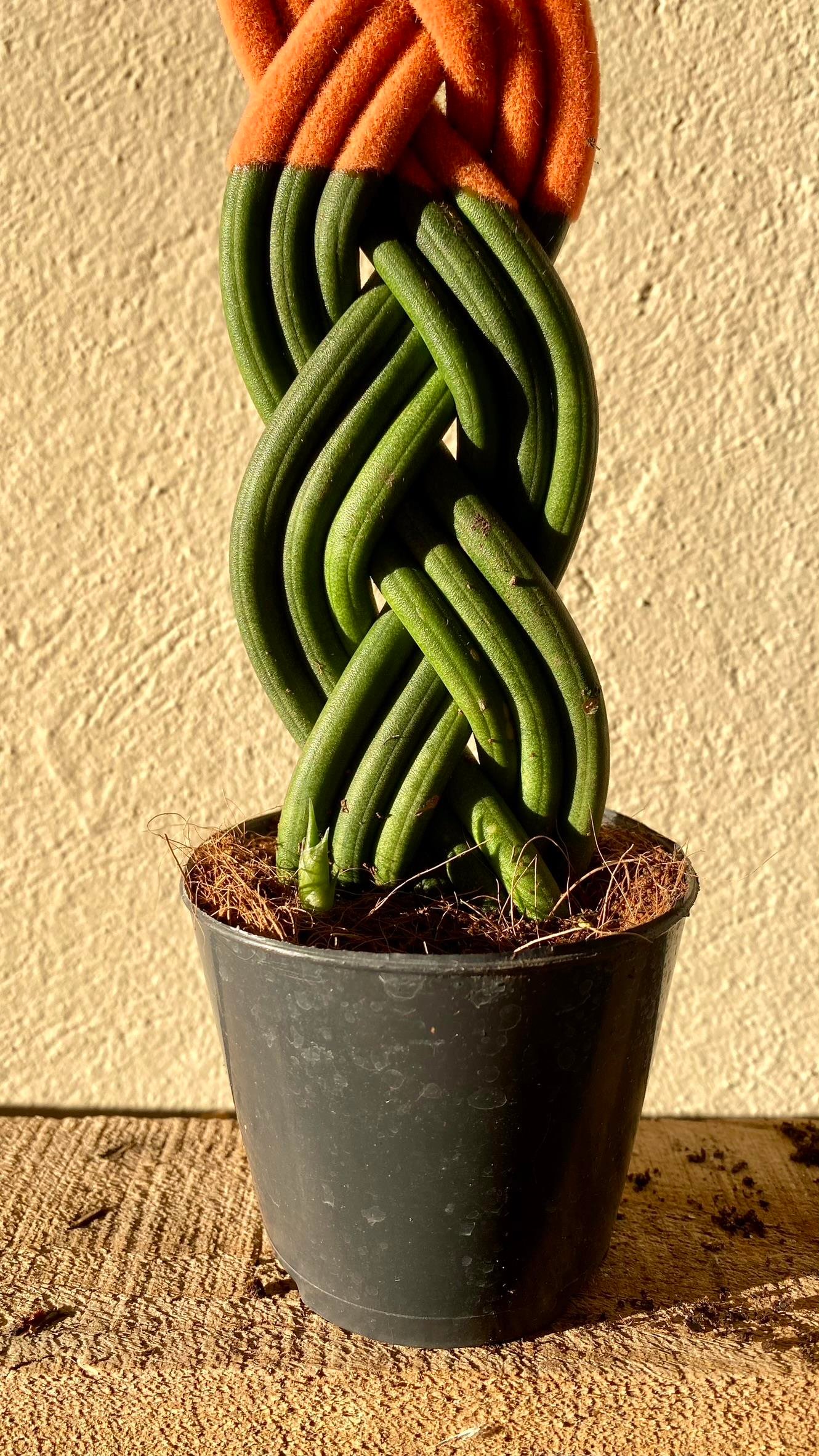 Turuncu Renkli Kadife Örgülü Sansevieria Cylindrica (Paşa Kılıcı) 