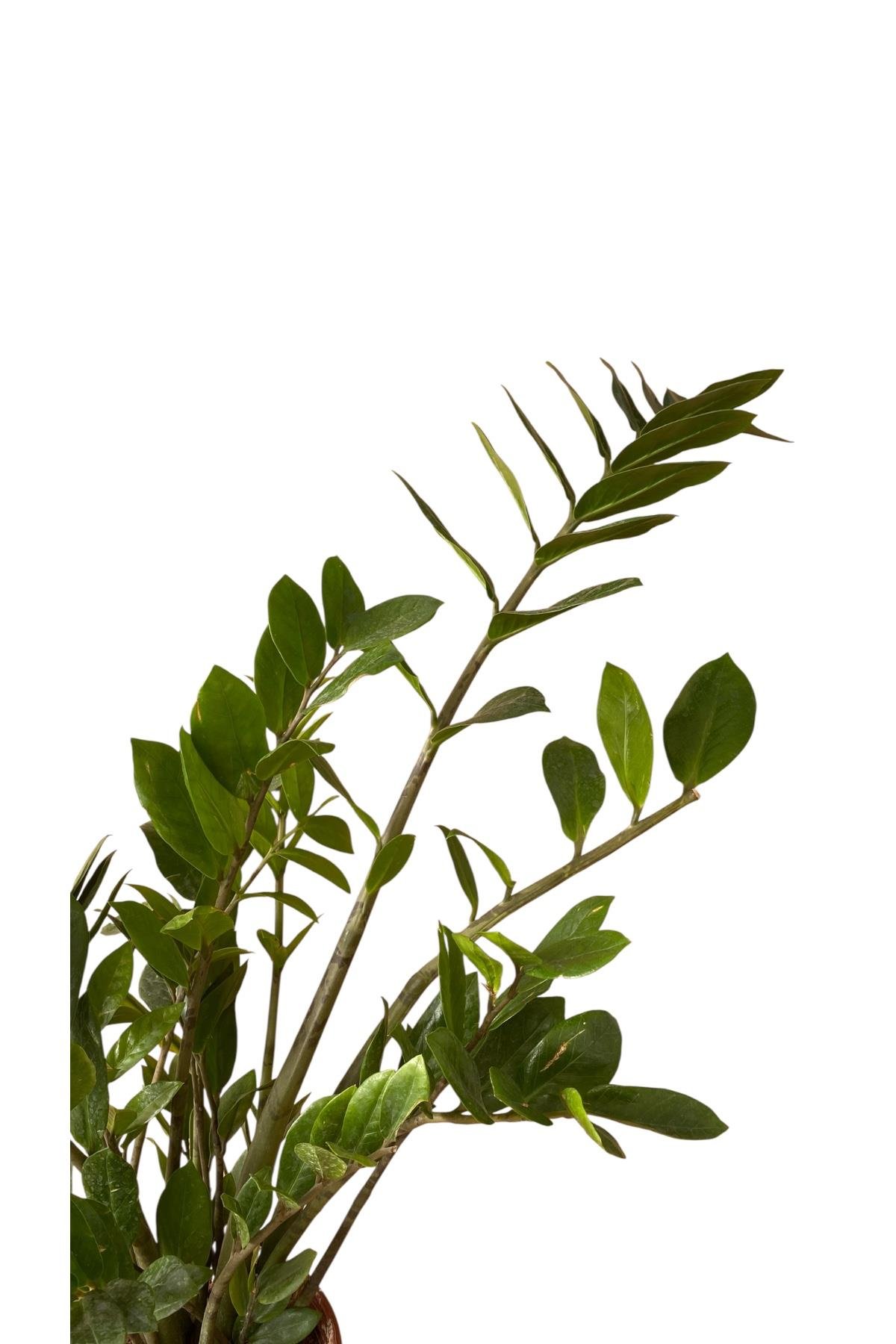 Zamioculcas Zamiifolia XL - Zamia ZeZe Bitkisi