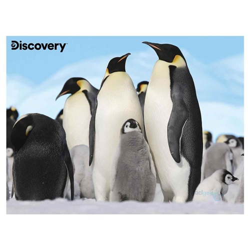 48 Parça 3d Puzzle Ve Peluş Penguen