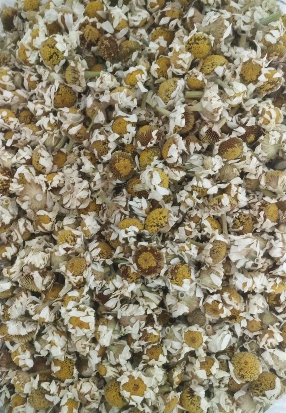 Mayıs Papatyası 50gr