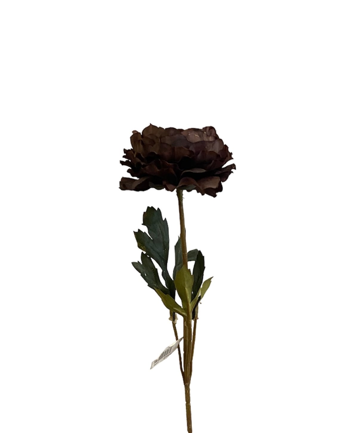 Kuk Ranunculus Dal (Coffeee)