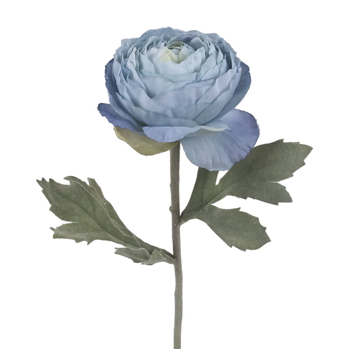 Ranunculus Dal (Blue)