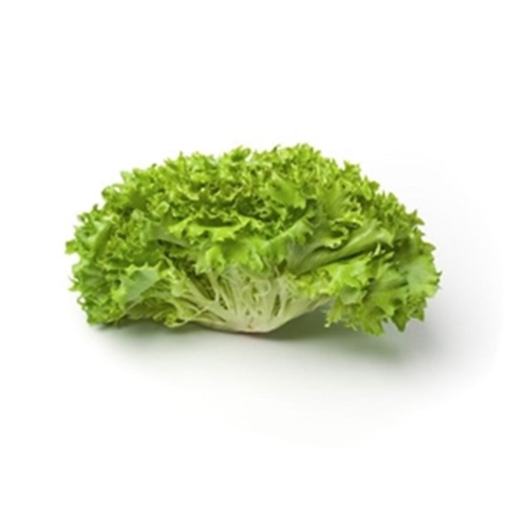 Lettuce Lollo Holland 