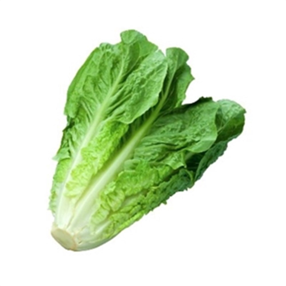 Lettuce UAE
