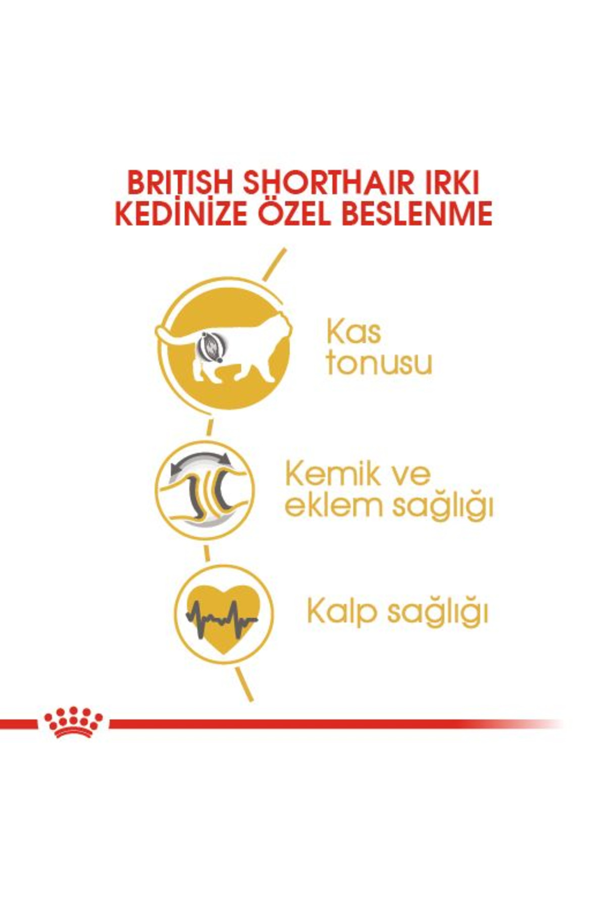 Royal Canin British Shorthair Kedi Maması 4 Kg