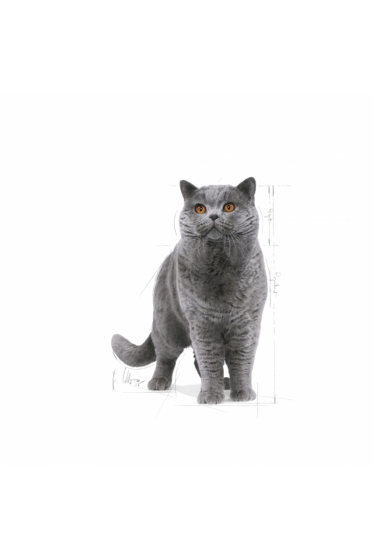 Royal Canin British Shorthair Yetişkin Kedi Maması 2 kg + 2 Adet Pouch Hediyeli