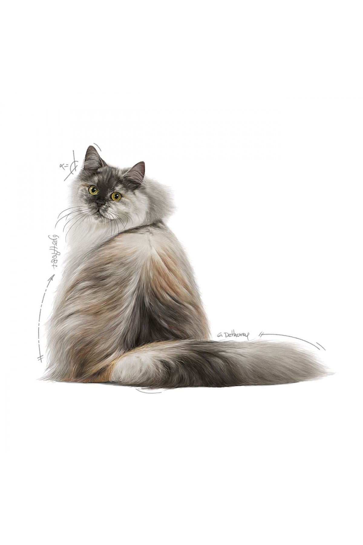 Royal Canin Hair & Skin Deri Ve Tüy Sağlığı Için Yetişkin Kedi Maması 4 Kg
