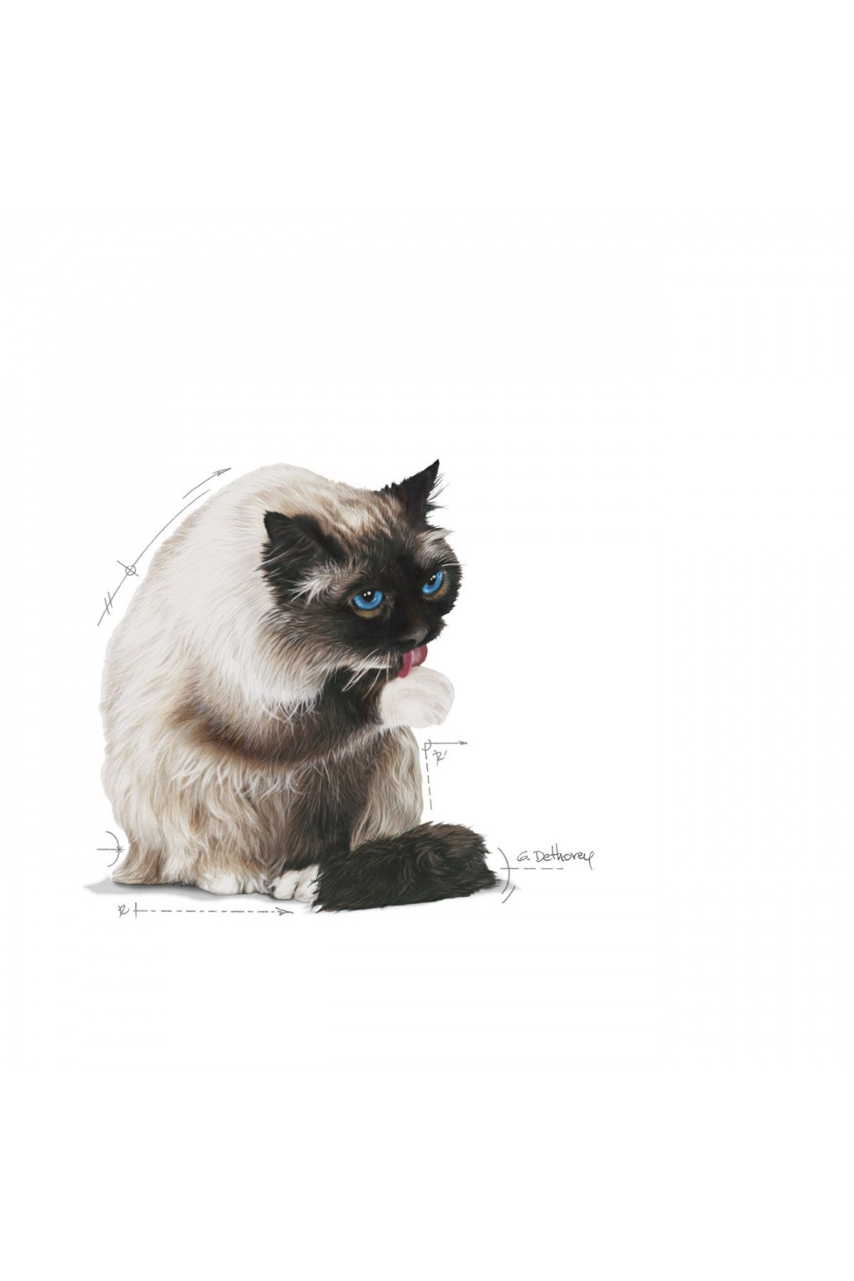 Royal Canin Hairball Care Tüy Yumağı Kontrolü Kedi Maması 2 kg